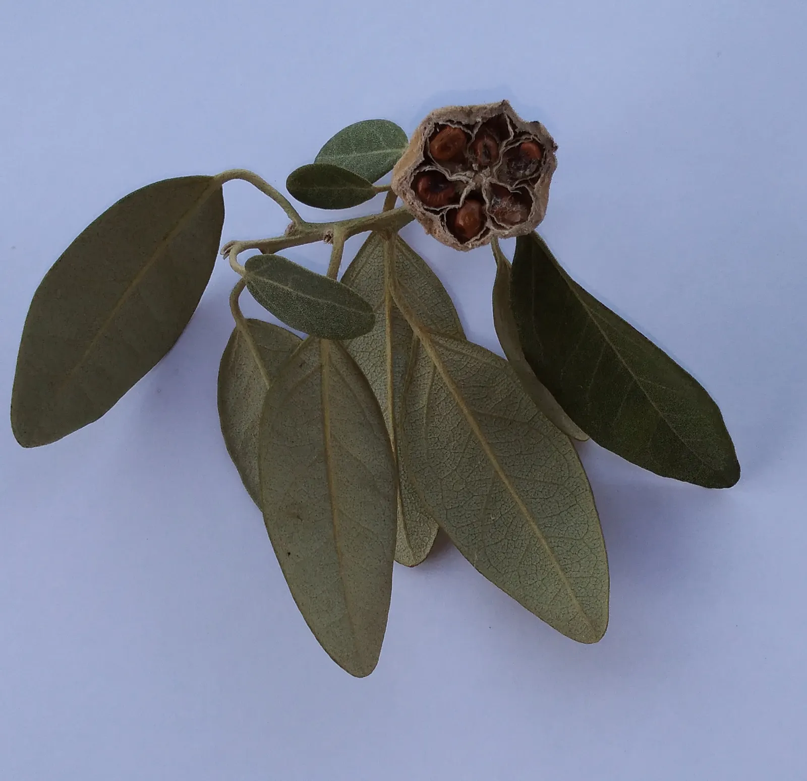 Cow Itch Tree (Lagunaria Patersonii) — resembling hibiscus flowers; making it suitable for coastal environments
