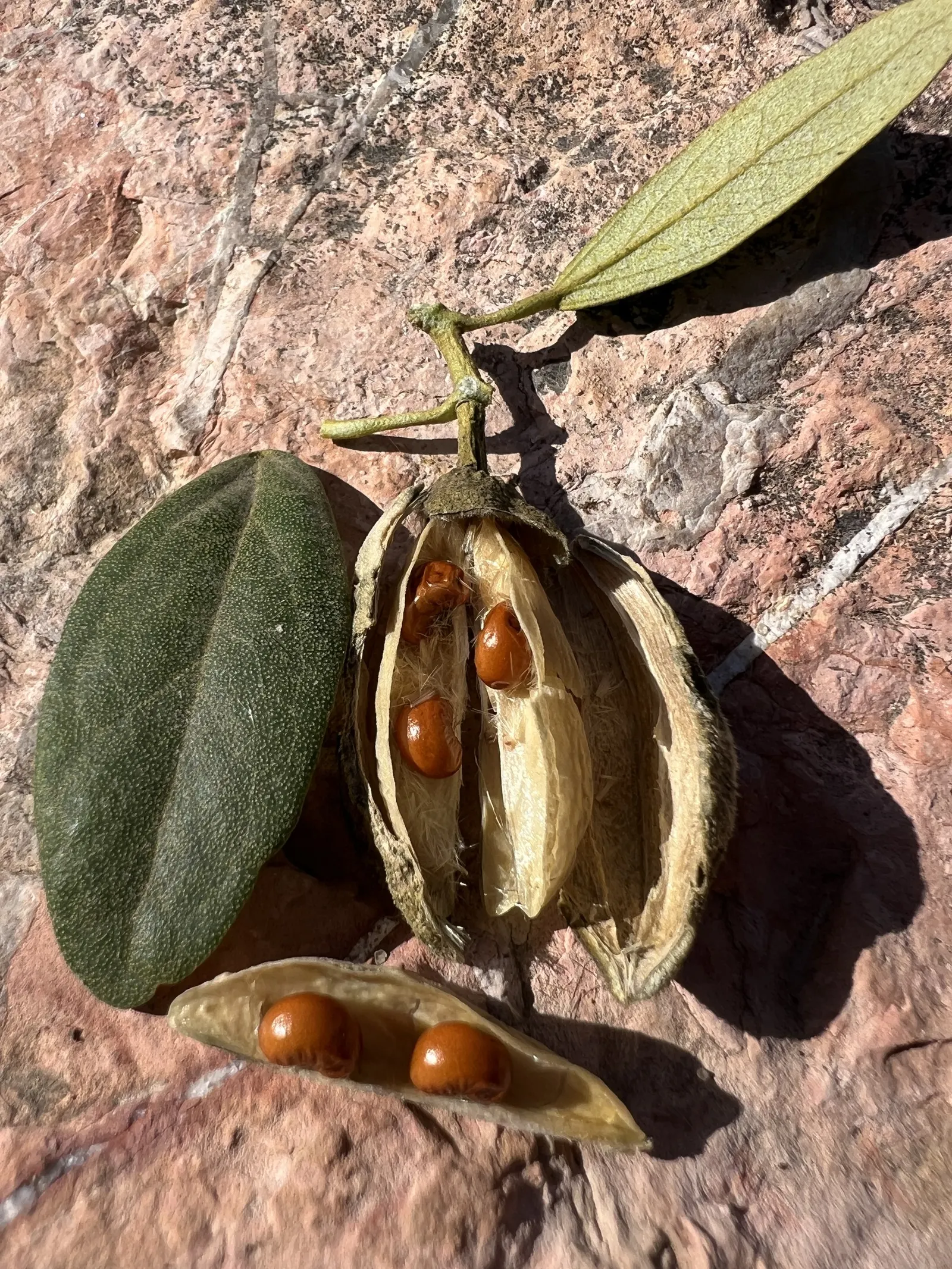 Cow Itch Tree (Lagunaria Patersonii) — which will promote healthy development and reduce the need for future pruning; hence the common name "Cow Itch