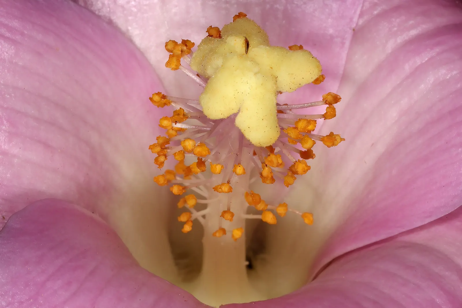 Cow Itch Tree (Lagunaria Patersonii) — the Cow Itch Tree will deliver long-lasting charm and utility to your client\'s garden