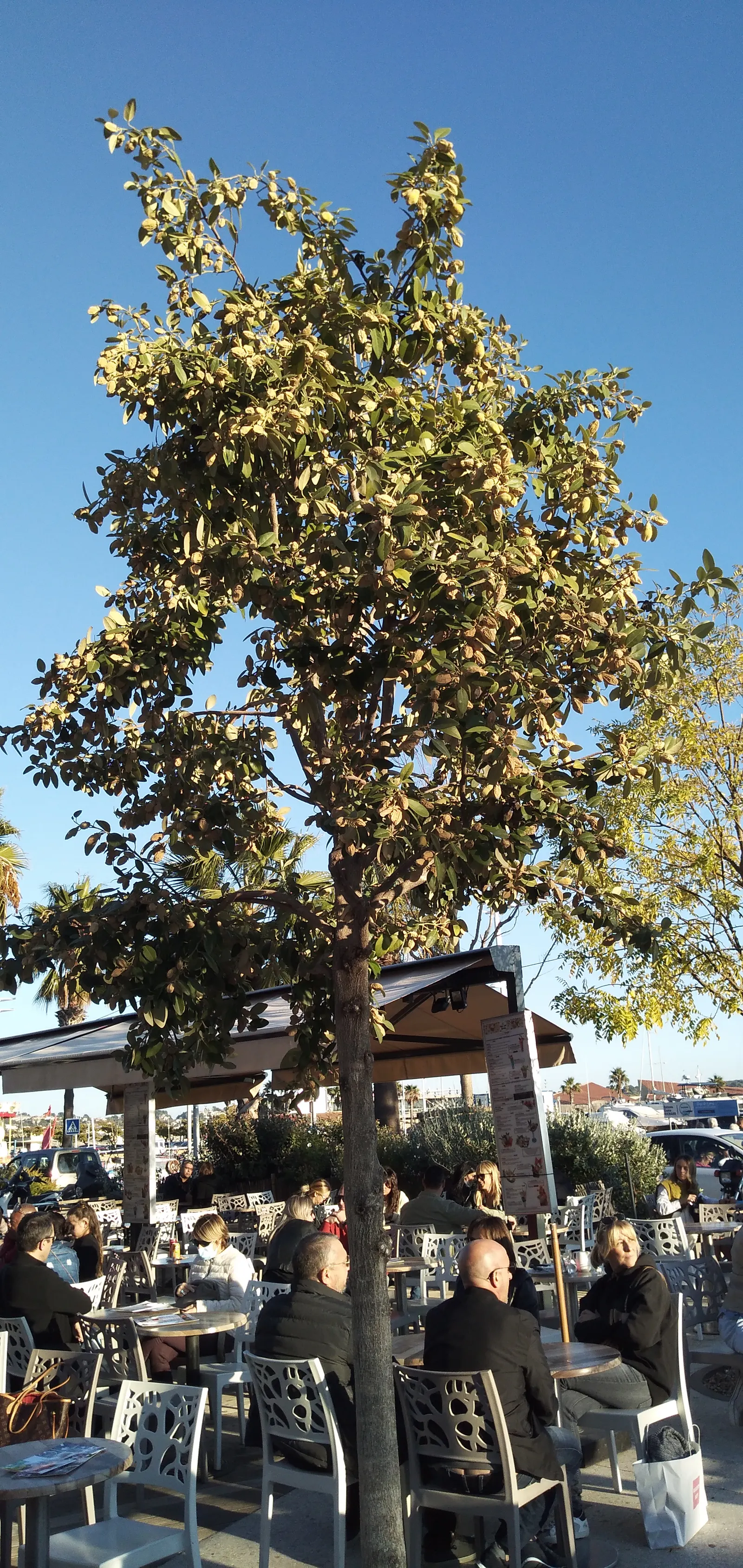 Cow Itch Tree (Lagunaria Patersonii) — These blooms not only add a splash of color but can also attract a variety of pollinators to the garden
