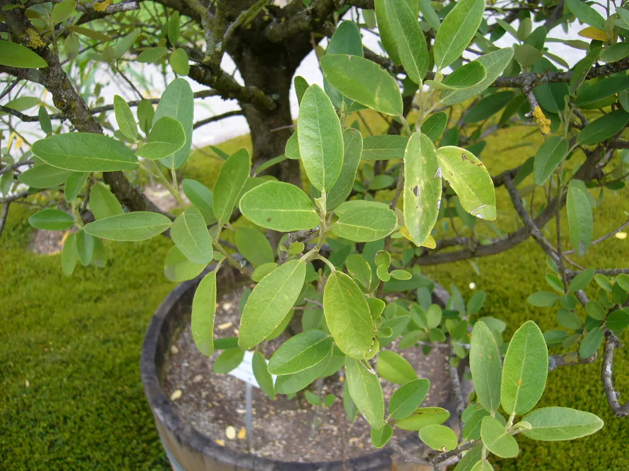 Cow Itch Tree (Lagunaria Patersonii) — Often reaching heights of 30 to 50 feet with a spread of 15 to 25 feet