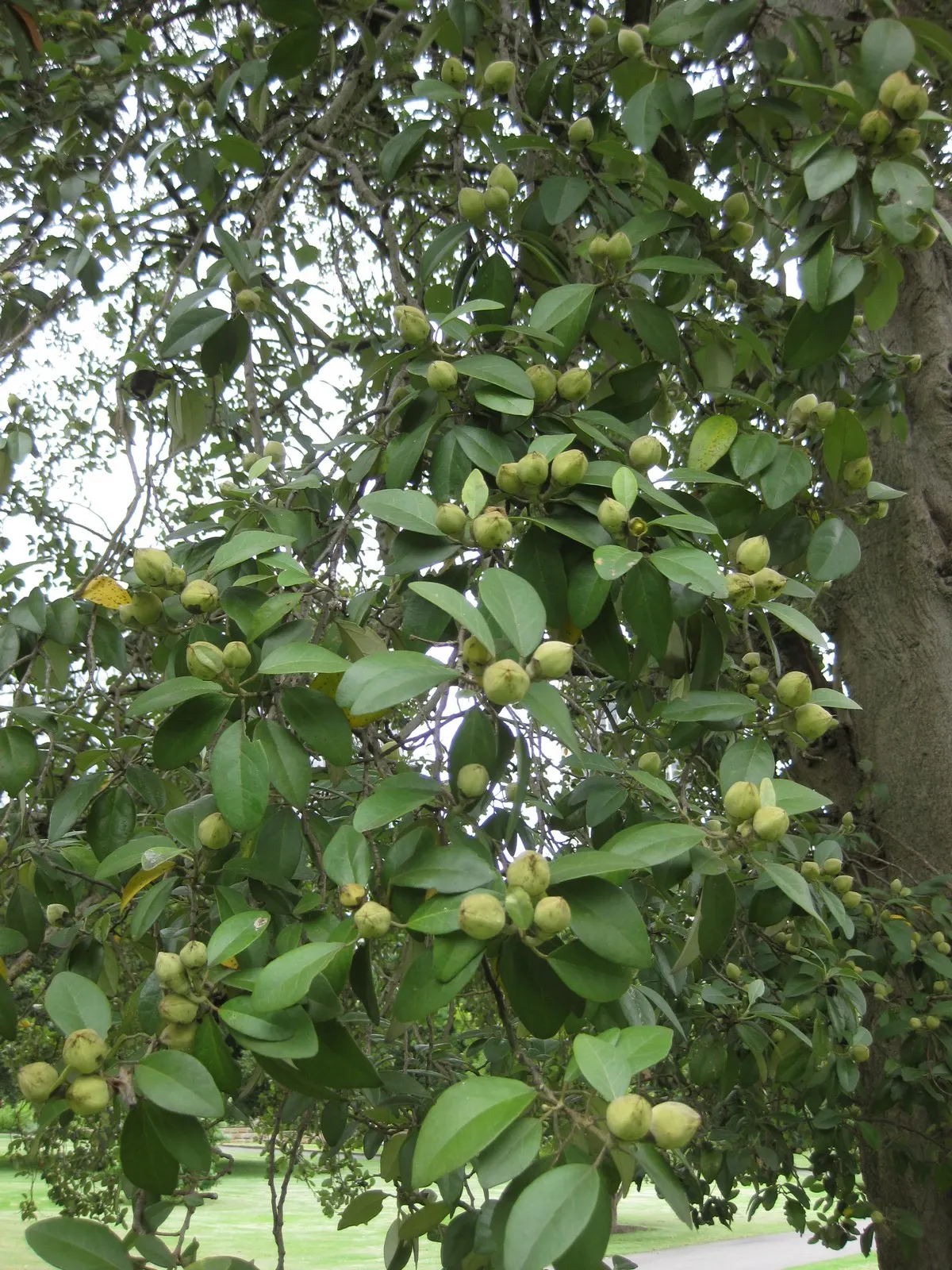 Cow Itch Tree (Lagunaria Patersonii) — The Cow Itch Tree (Lagunaria patersonii)