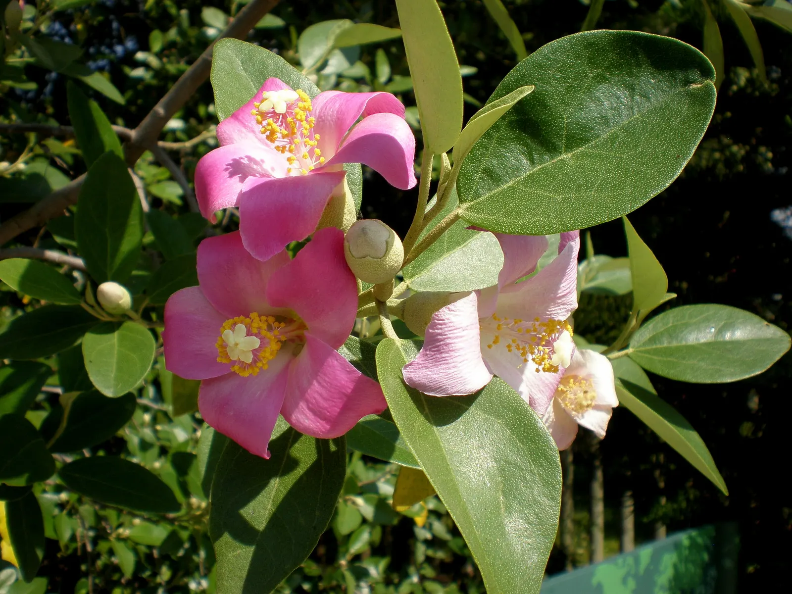 Cow Itch Tree (Lagunaria Patersonii) — tree for full