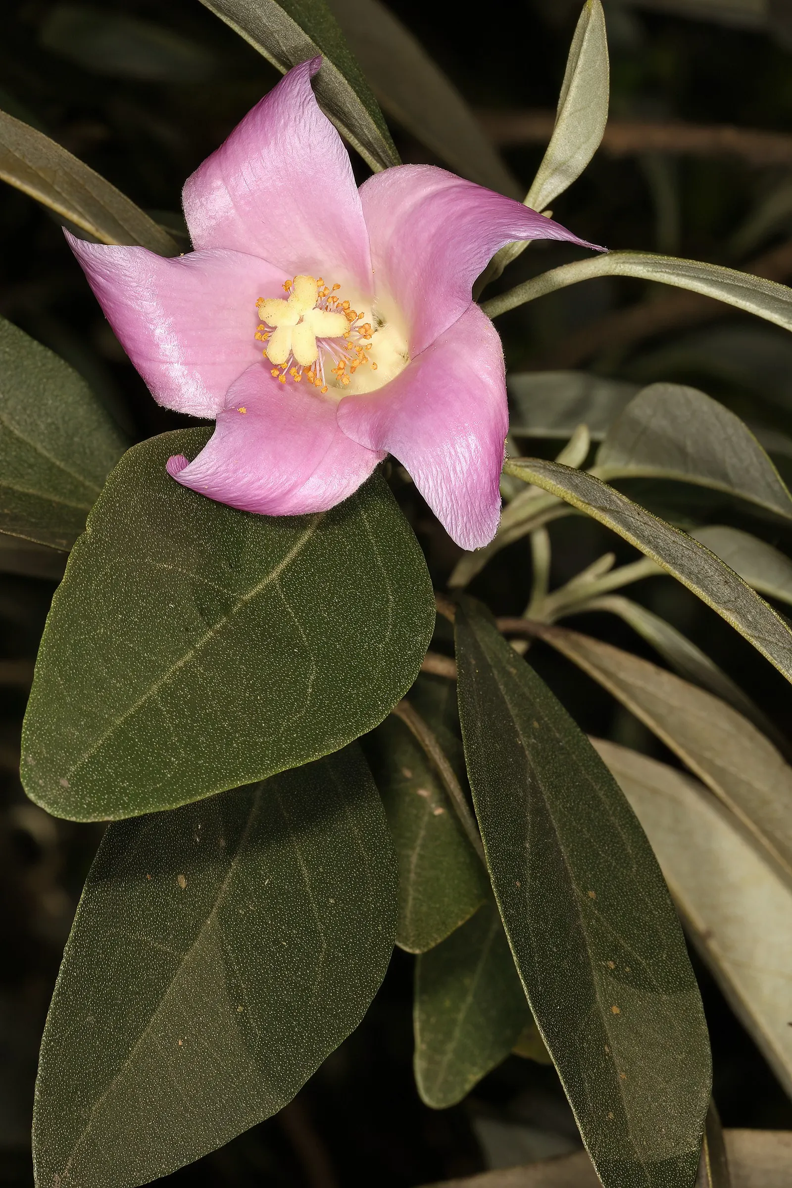 Cow Itch Tree (Lagunaria Patersonii) — caution is advised as the seed pods contain fine hairs that can cause skin irritation upon contact