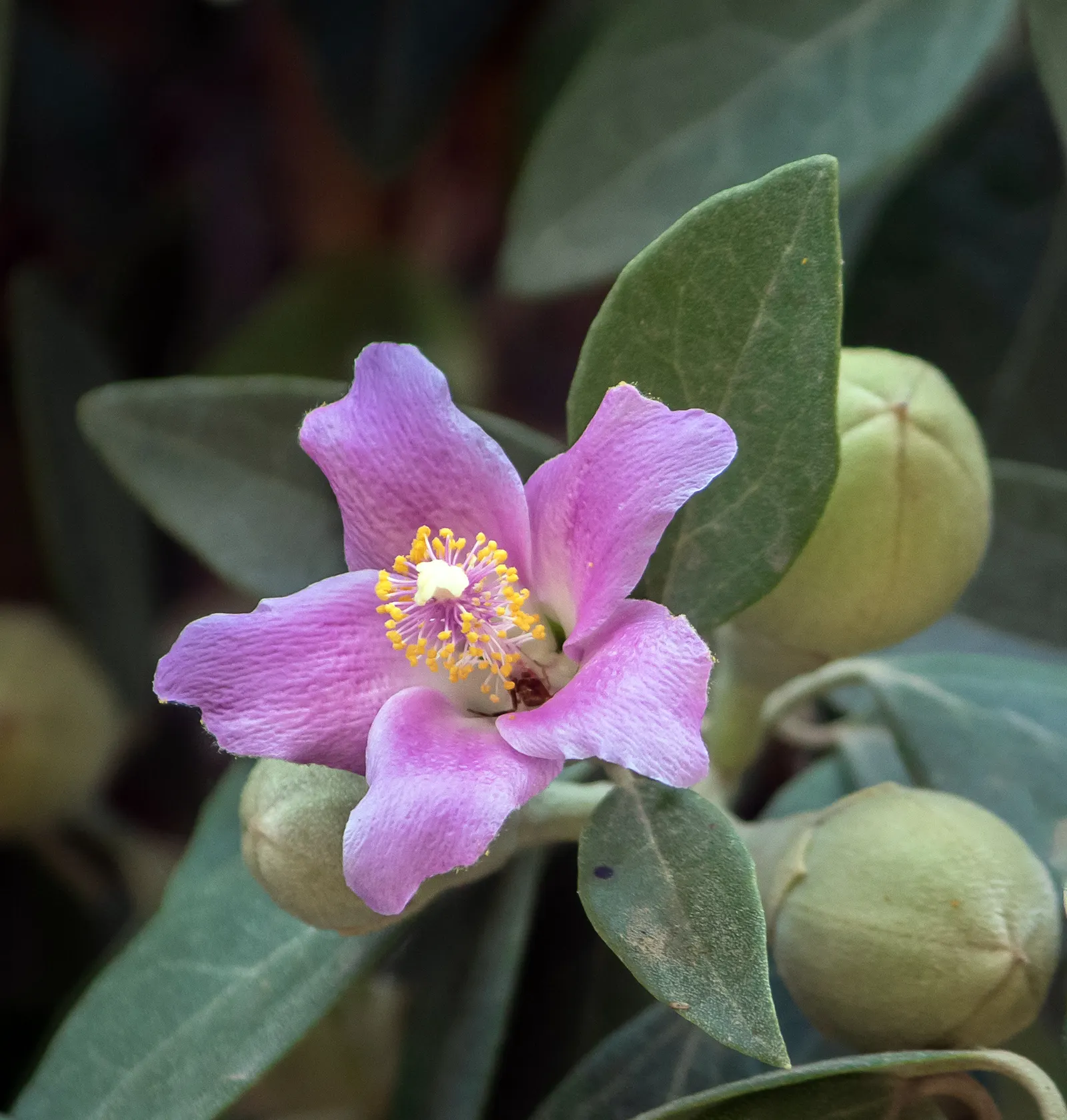 Cow Itch Tree (Lagunaria Patersonii) — is an eye-catching evergreen