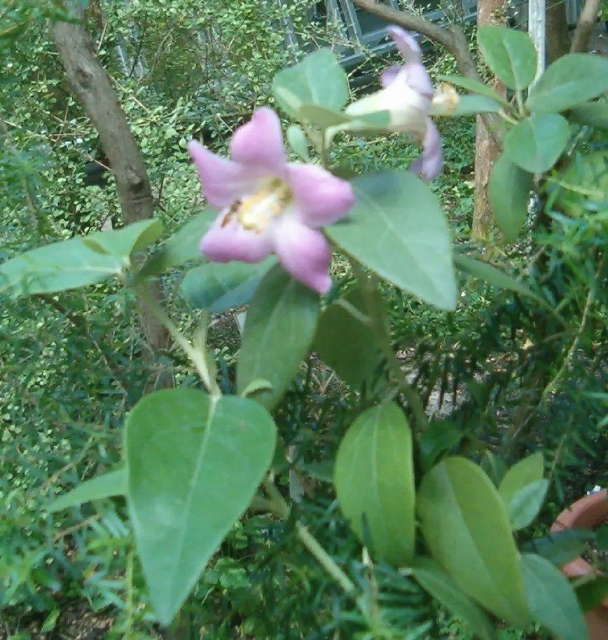 Cow Itch Tree (Lagunaria Patersonii) — These blooms not only add a splash of color but can also attract a variety of pollinators to the garden; prefers full