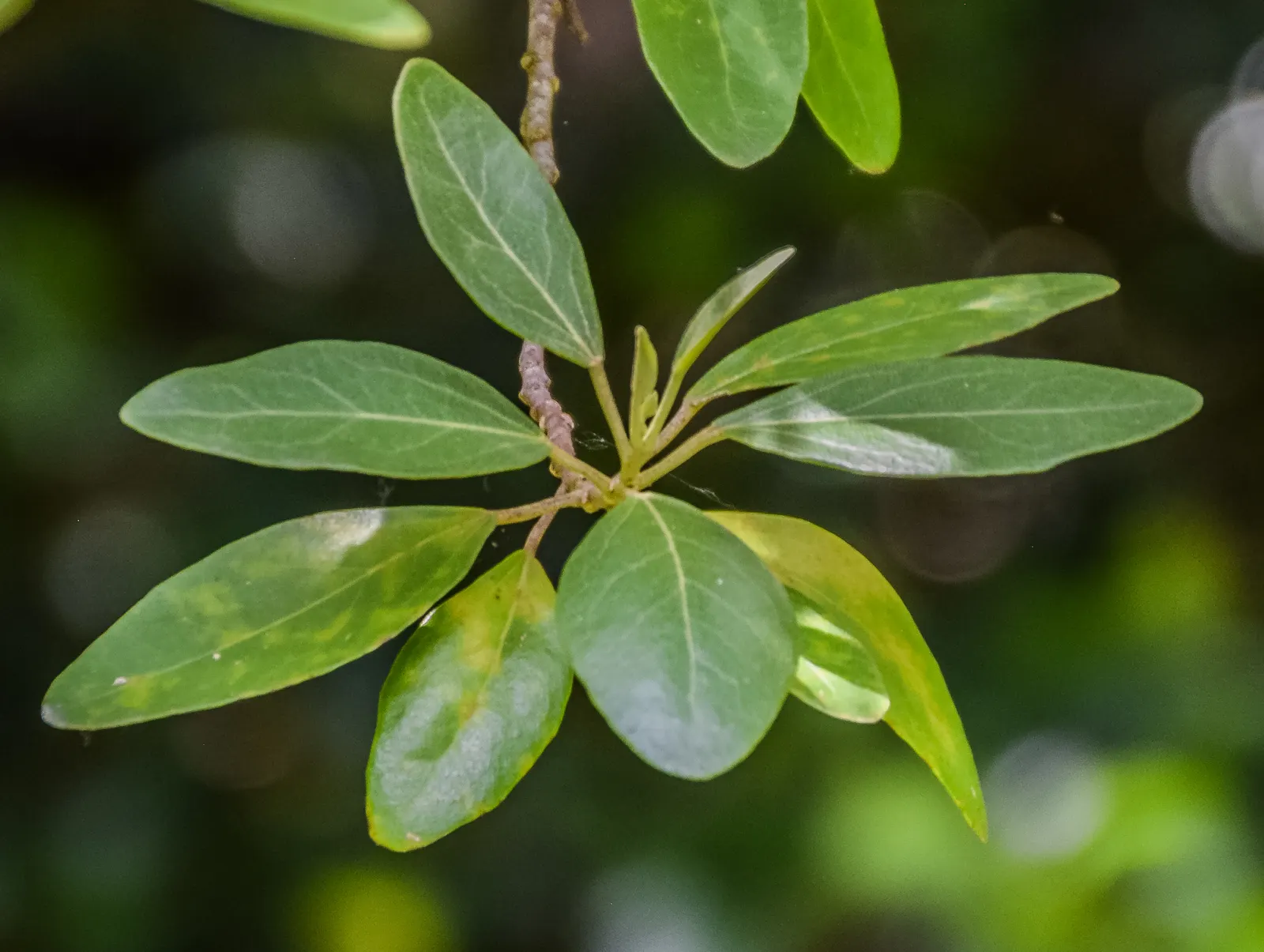 Cow Itch Tree (Lagunaria Patersonii) — is a durable and visually appealing species; scientifically known as Lagunaria patersonii