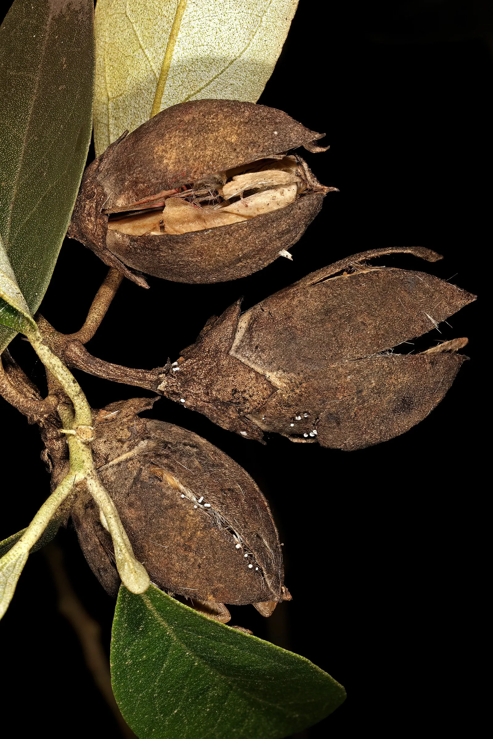 Cow Itch Tree (Lagunaria Patersonii) — hence the common name "Cow Itch Tree."<br><br>Preferring full sun to partial shade