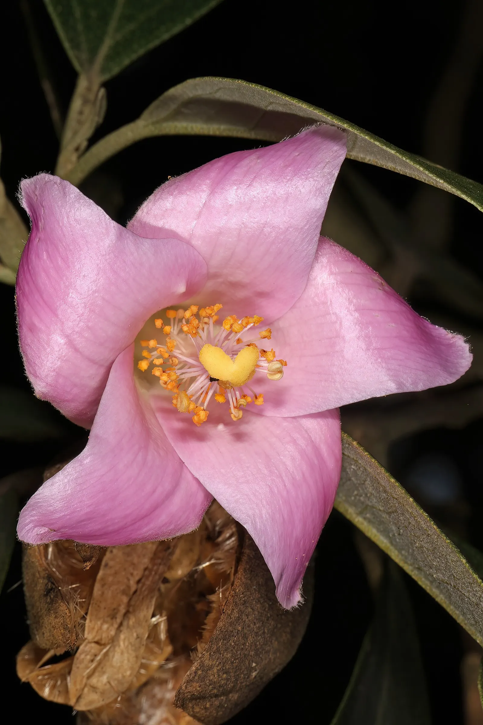 Cow Itch Tree (Lagunaria Patersonii) — tree with pink blooms