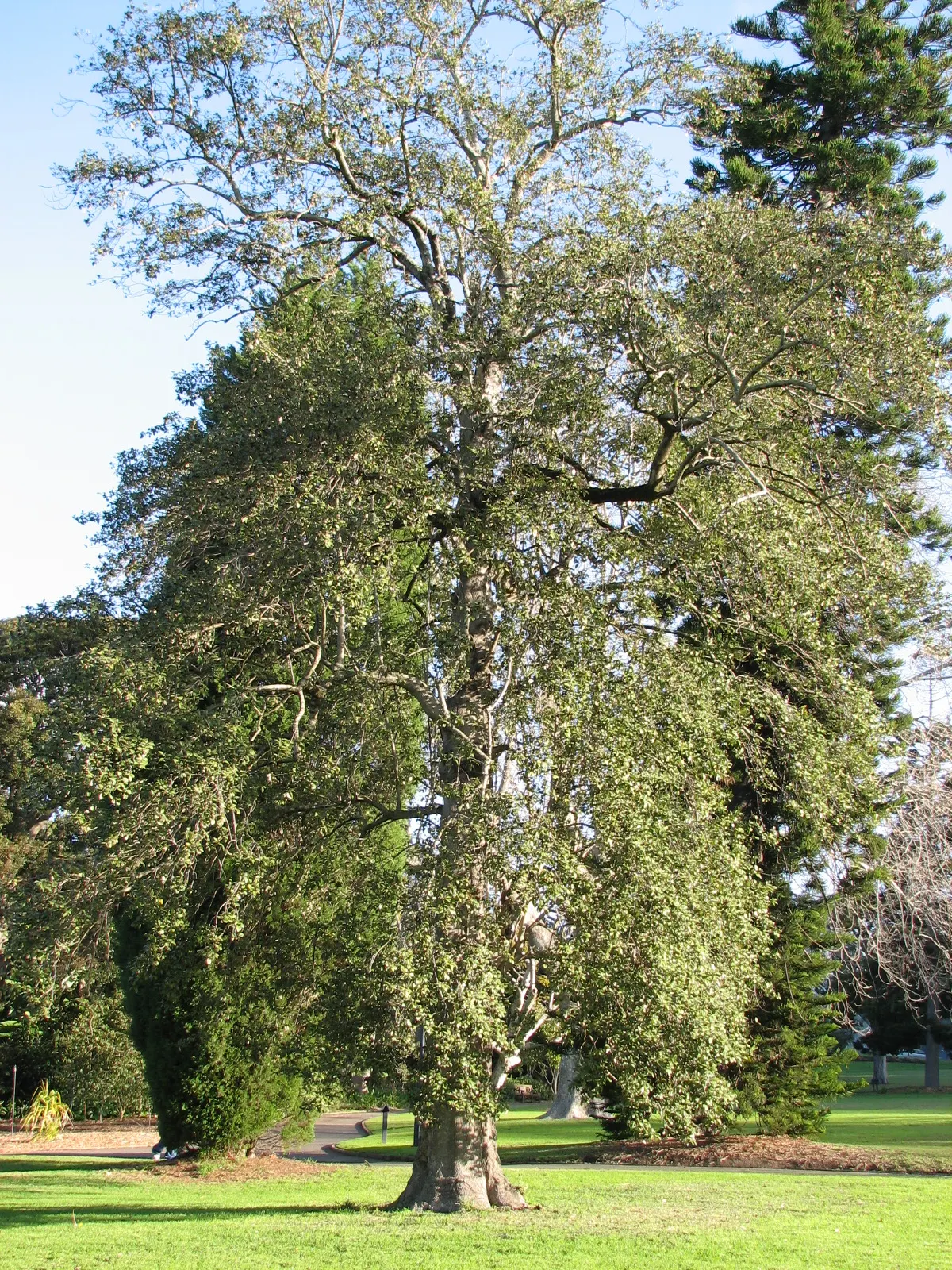 Cow Itch Tree (Lagunaria Patersonii) — Providing an expansive silhouette and year-round interest