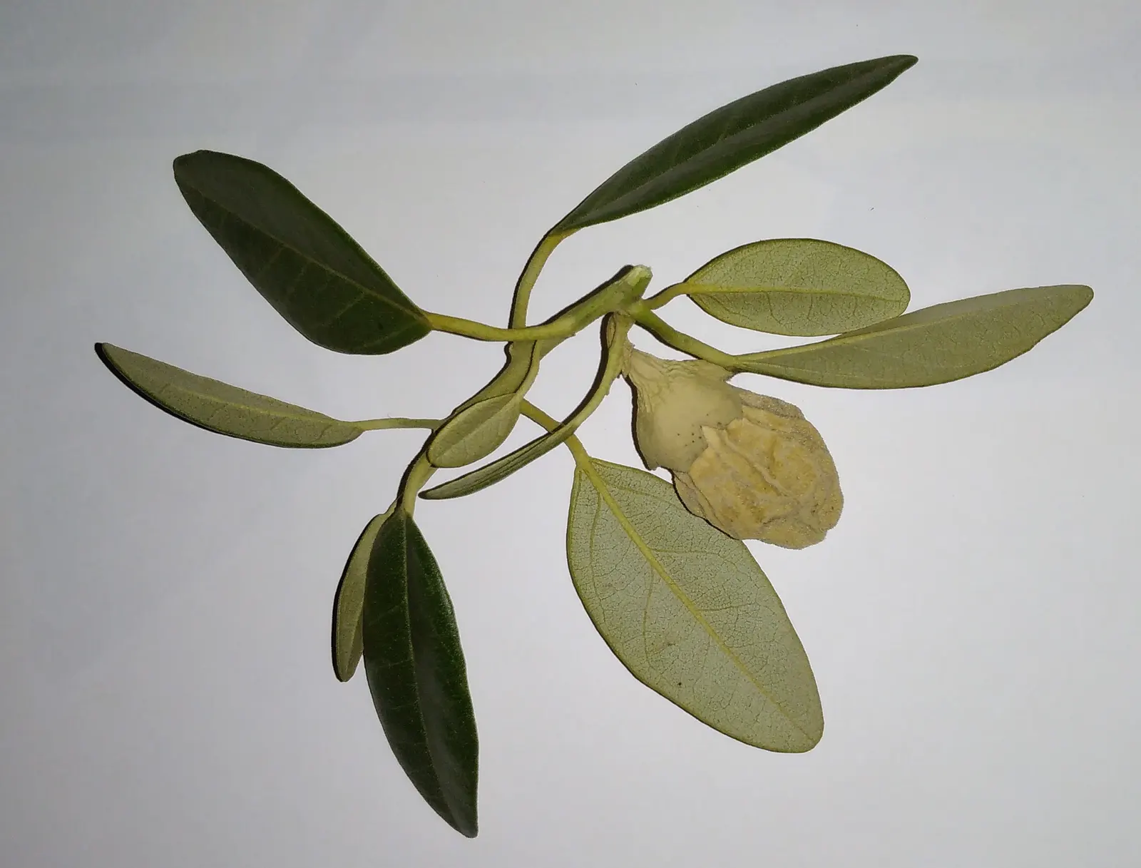 Cow Itch Tree (Lagunaria Patersonii) — which can reach up to 2 inches in diameter; tree for full