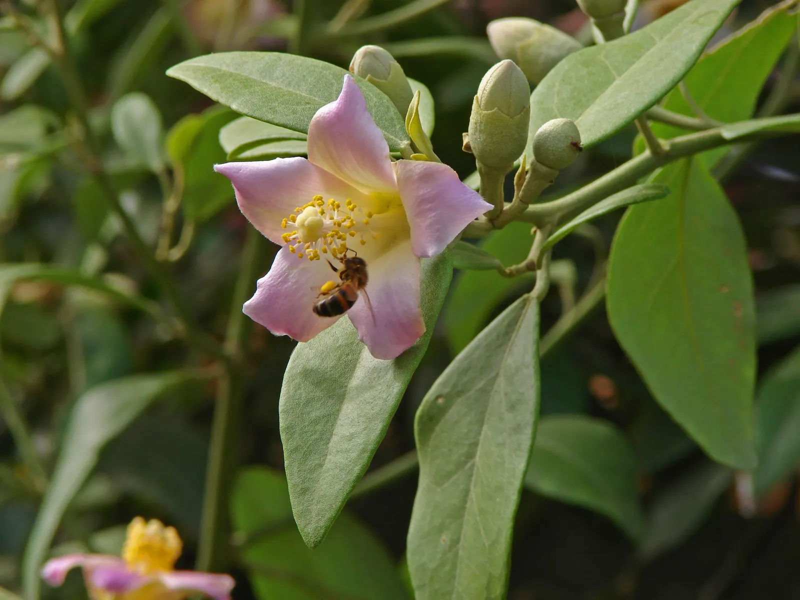 Cow Itch Tree (Lagunaria Patersonii) — The Cow Itch Tree (Lagunaria patersonii); reaching heights of 40-50 feet with a spread of 10-15 feet