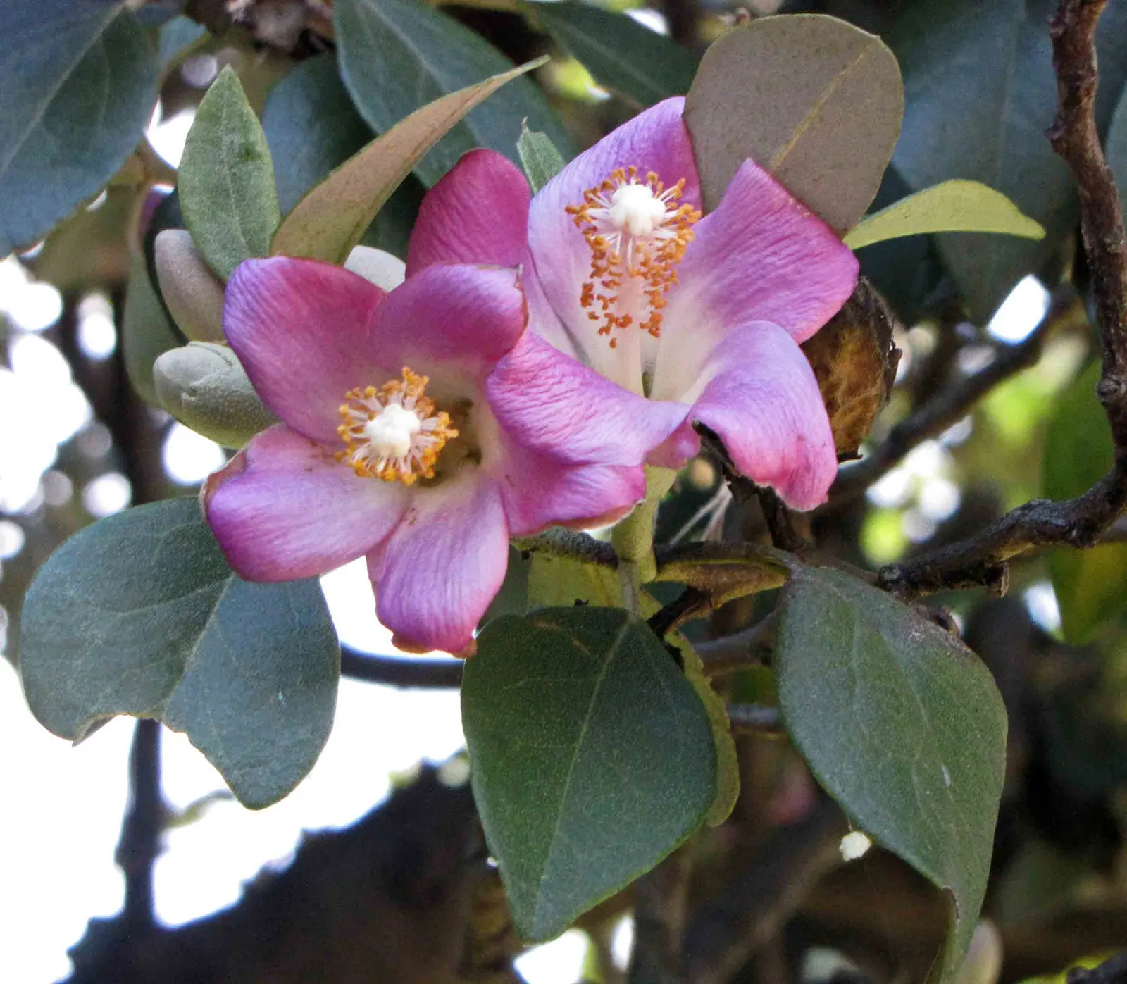 Cow Itch Tree (Lagunaria Patersonii) — making it suitable for coastal environments; caution: its seed pods contain irritating fibers