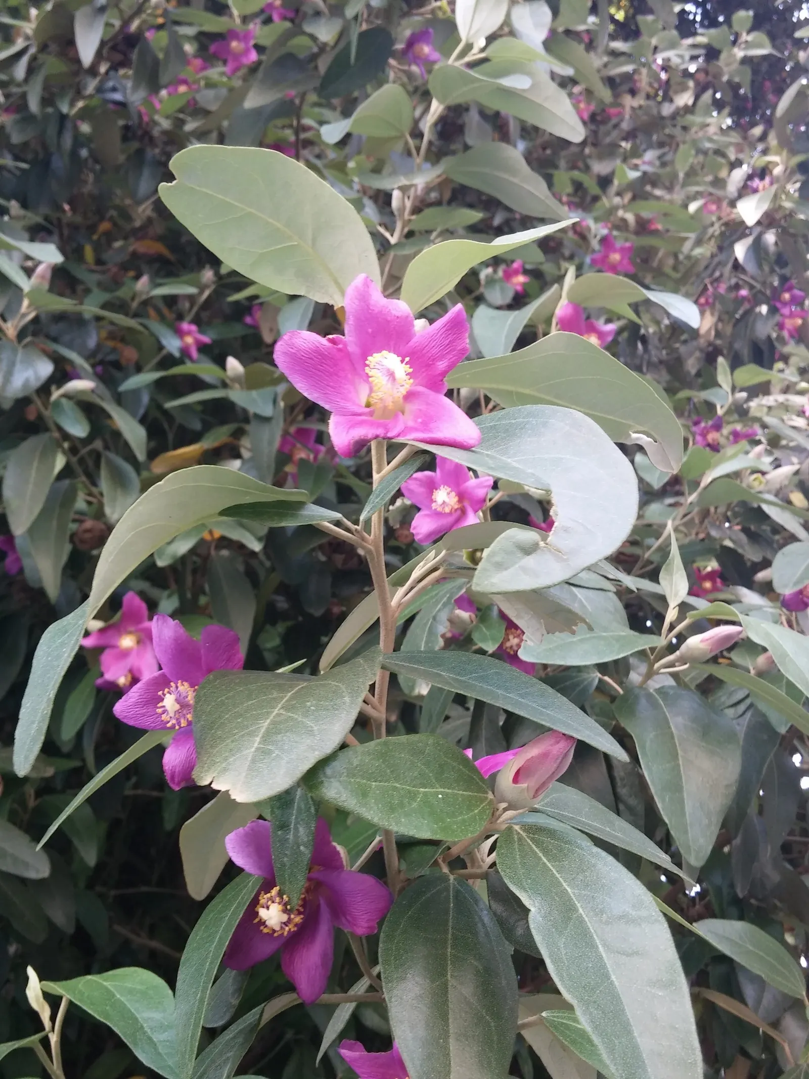 Cow Itch Tree (Lagunaria Patersonii) — hence the common name "Cow Itch Tree."<br><br>Preferring full sun to partial shade; lagunaria patersonii thrives in