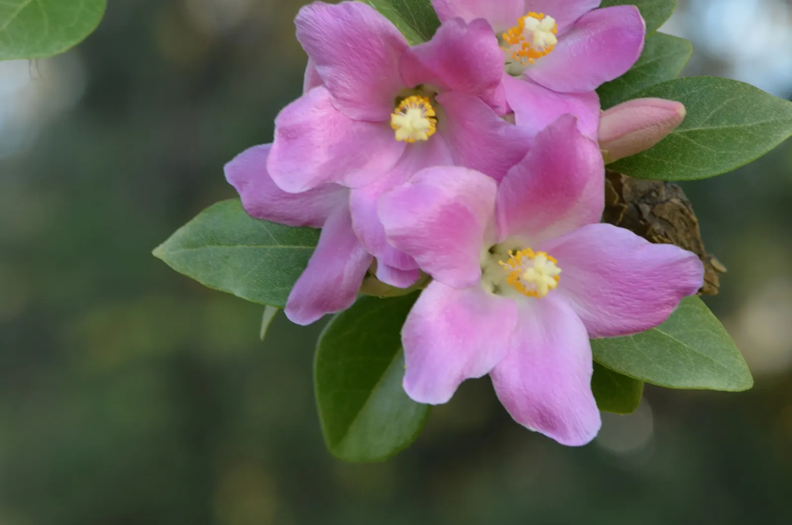 Cow Itch Tree (Lagunaria Patersonii) — ideal for adding a touch of evergreen elegance to any landscape design; resembling hibiscus flowers