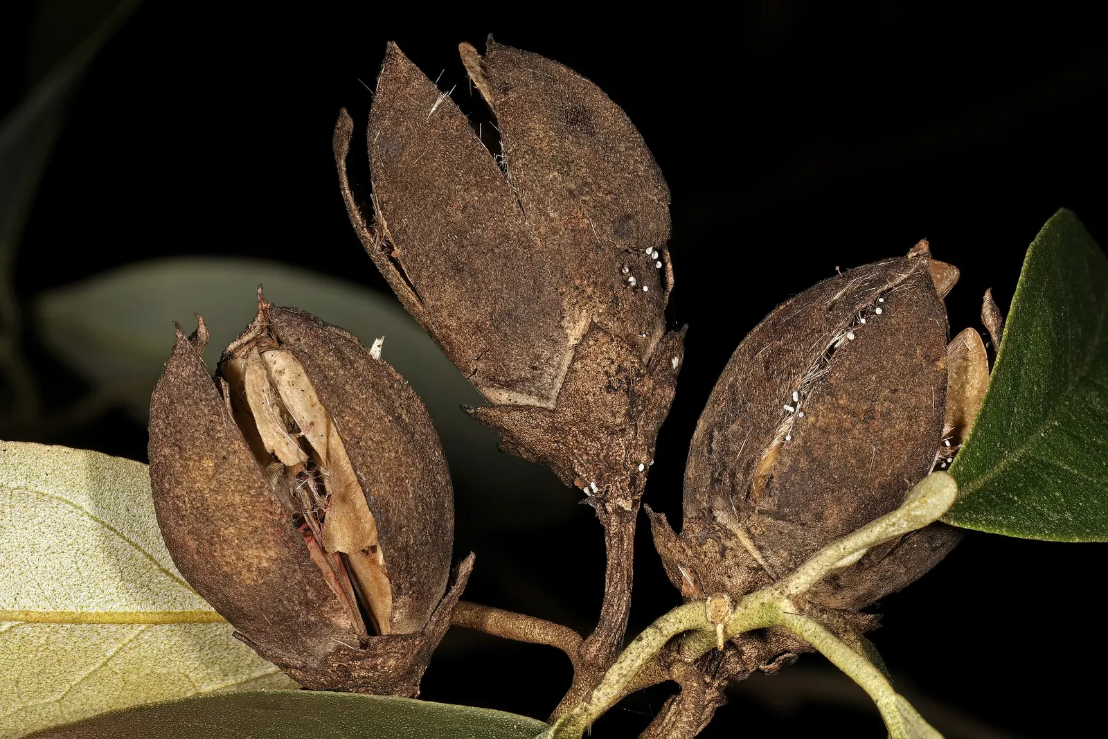 Cow Itch Tree (Lagunaria Patersonii) — Its tolerance for wind and moderate drought resistance render it an excellent choice for a variety of settings