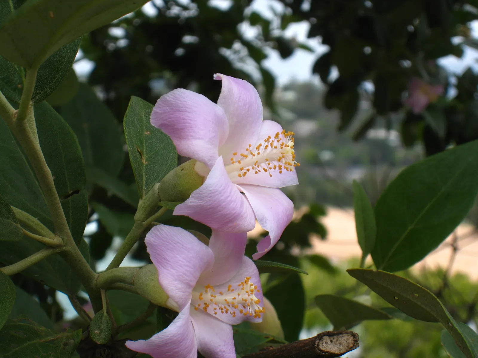 Cow Itch Tree (Lagunaria Patersonii) — with leaves measuring up to 2 to 4 inches long