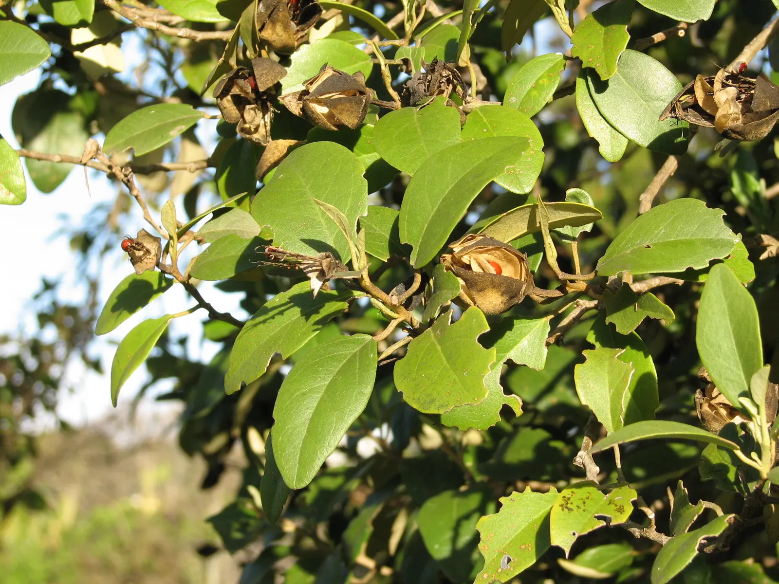 Cow Itch Tree (Lagunaria Patersonii) — which will promote healthy development and reduce the need for future pruning