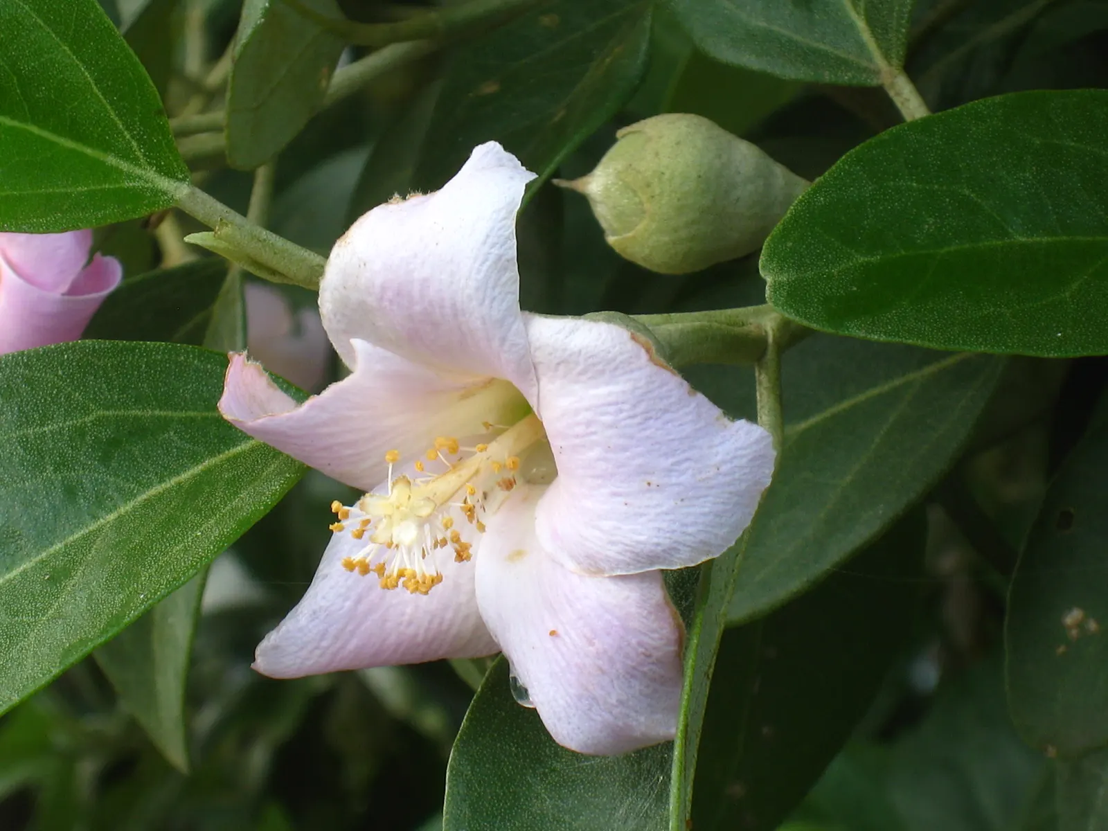 Cow Itch Tree (Lagunaria Patersonii) — Its tolerance for wind and moderate drought resistance render it an excellent choice for a variety of settings; this