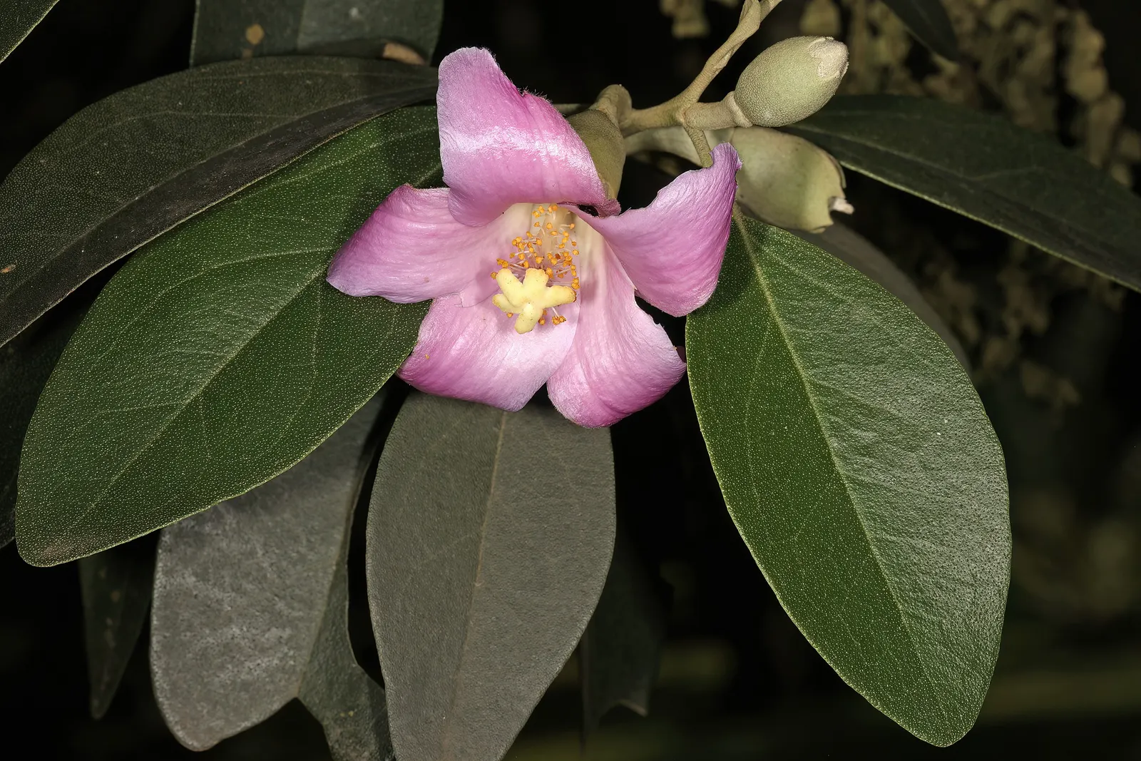 Cow Itch Tree (Lagunaria Patersonii) — is a durable and visually appealing species