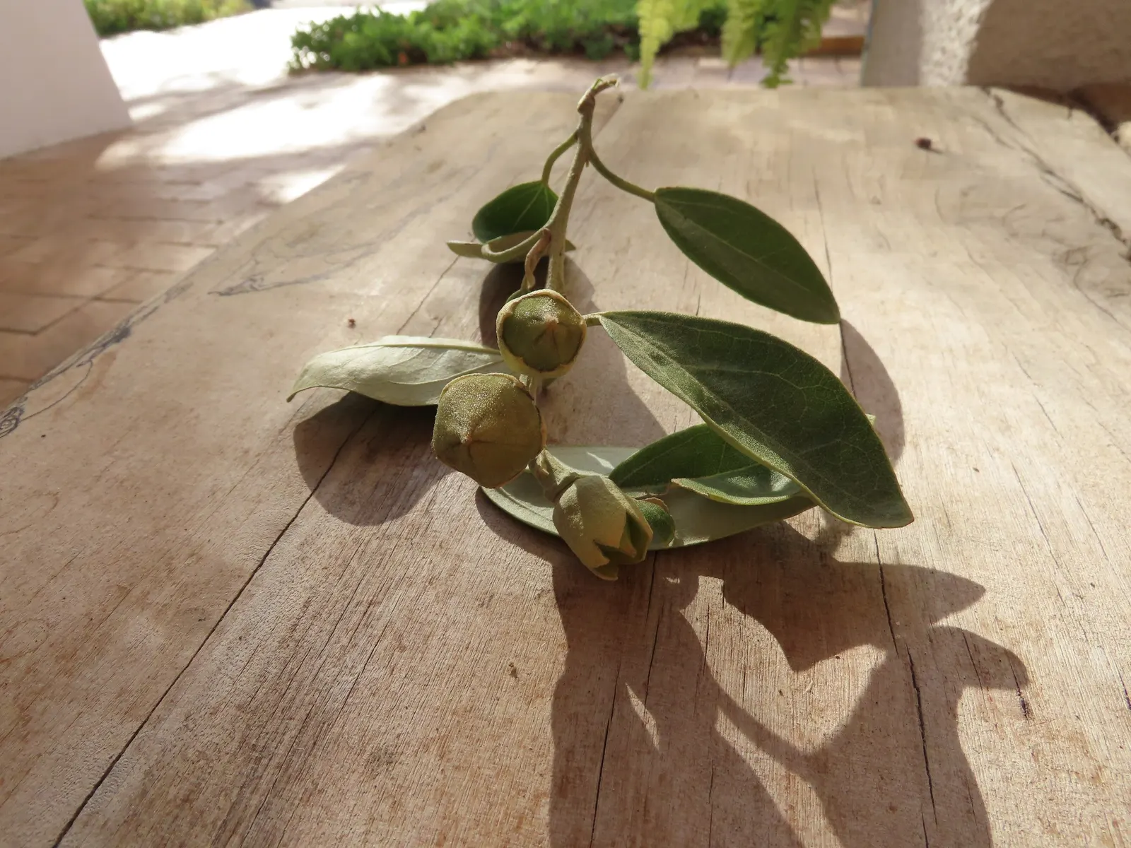 Cow Itch Tree (Lagunaria Patersonii) — also known as the Norfolk Island hibiscus or pyramidal tree; ideal for adding a touch of evergreen elegance to any