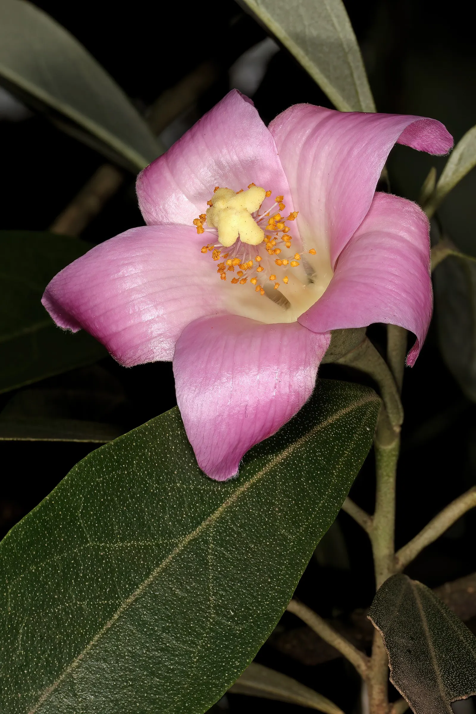 Cow Itch Tree (Lagunaria Patersonii) — caution is advised as the seed pods contain fine hairs that can cause skin irritation upon contact; the foliage of the
