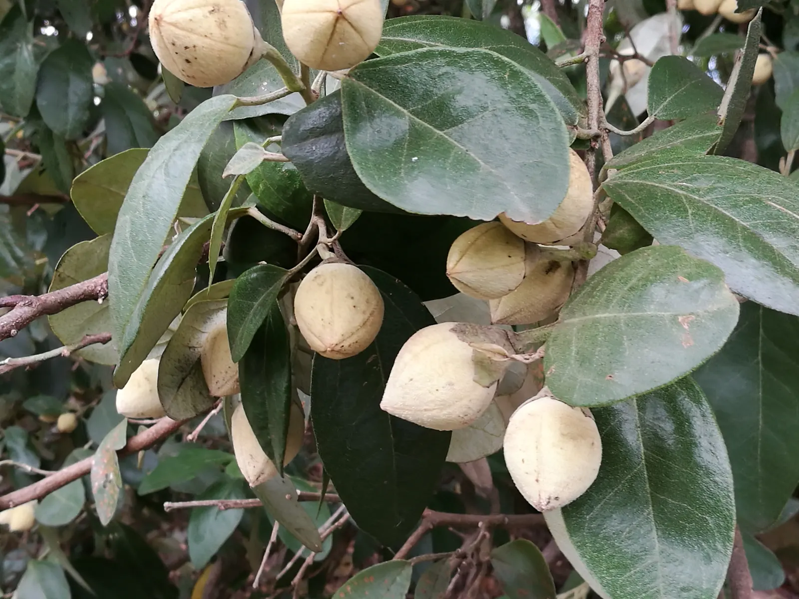 Cow Itch Tree (Lagunaria Patersonii) — Often reaching heights of 30 to 50 feet with a spread of 15 to 25 feet; its tolerance for wind and moderate drought