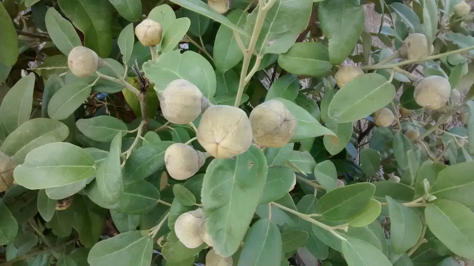 Cow Itch Tree (Lagunaria Patersonii) — is an eye-catching evergreen; these blooms not only add a splash of color but can also attract a variety of pollinators