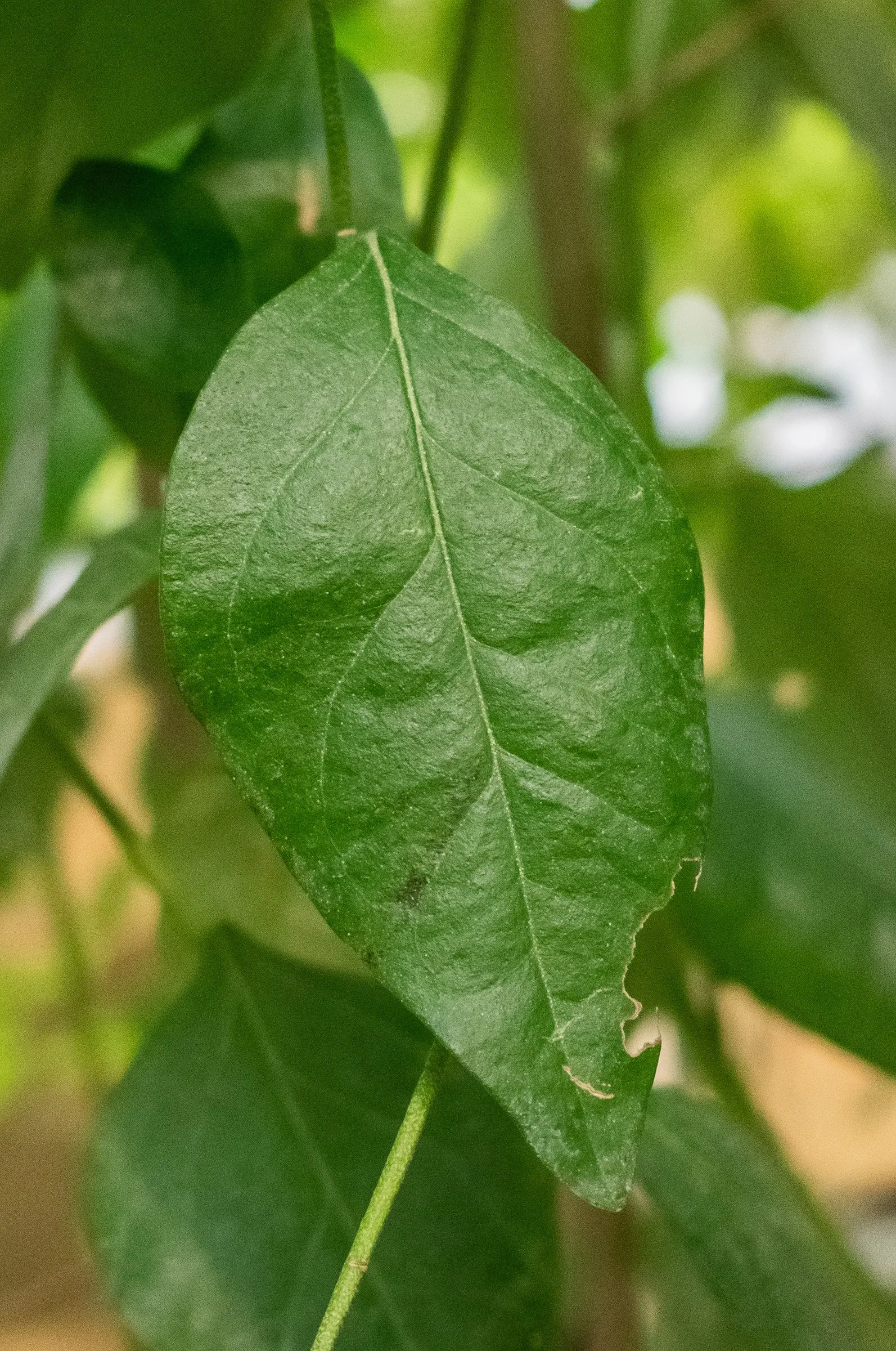 Cow Itch Tree (Lagunaria Patersonii) — The foliage of the Cow Itch Tree is a deep green