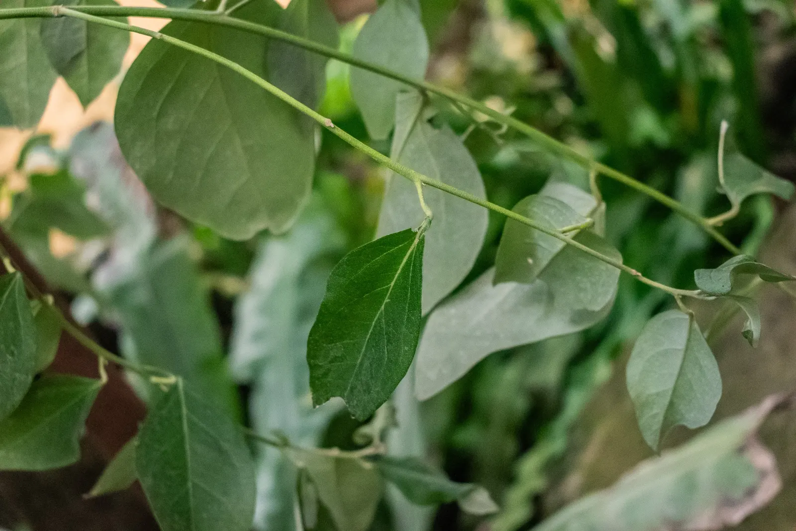 Cow Itch Tree (Lagunaria Patersonii) — Drought-tolerant once established, making it a resilient choice for warm, arid regions