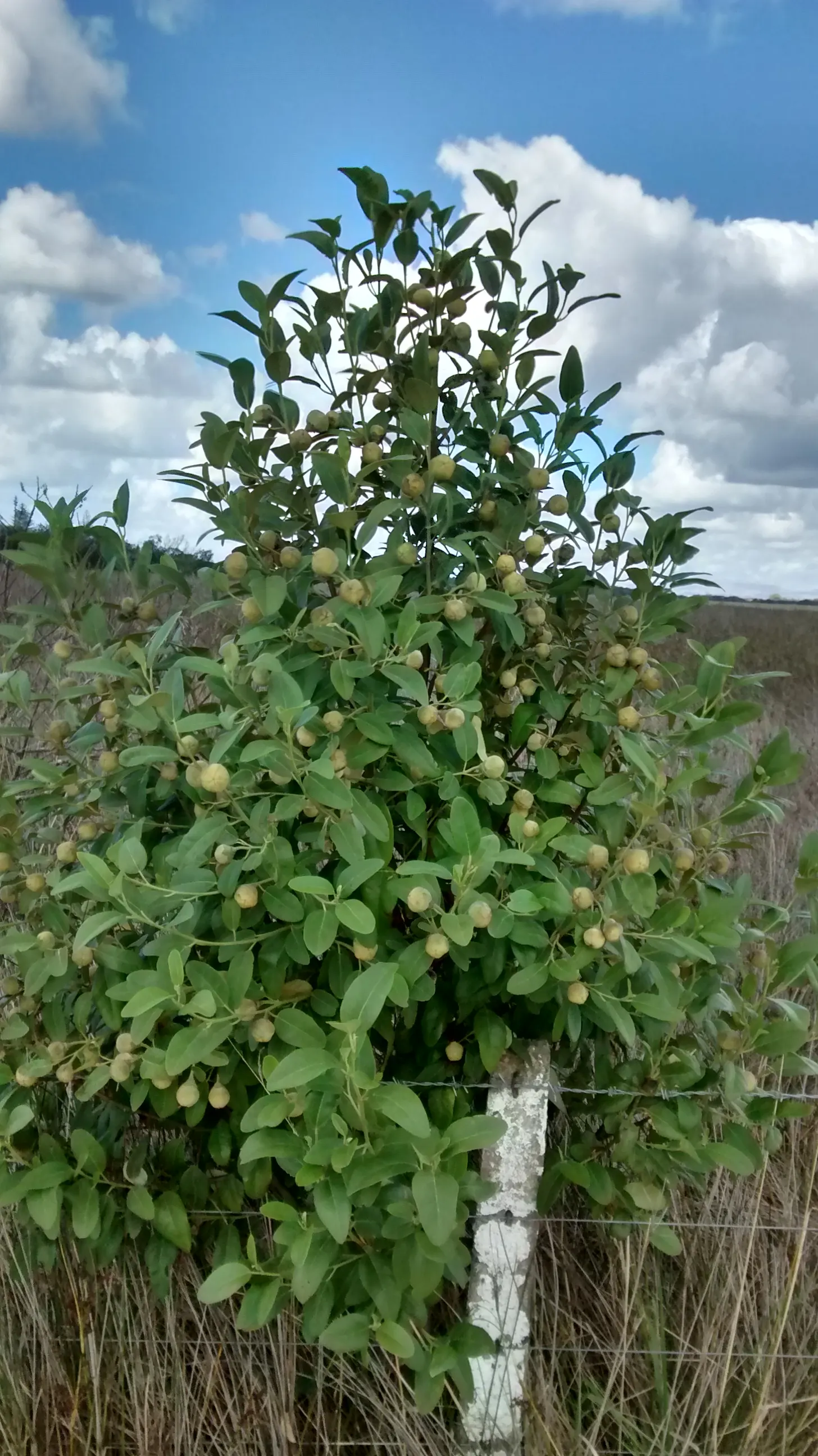 Cow Itch Tree (Lagunaria Patersonii) — Drought-tolerant once established, making it a resilient choice for warm, arid regions; which will promote healthy