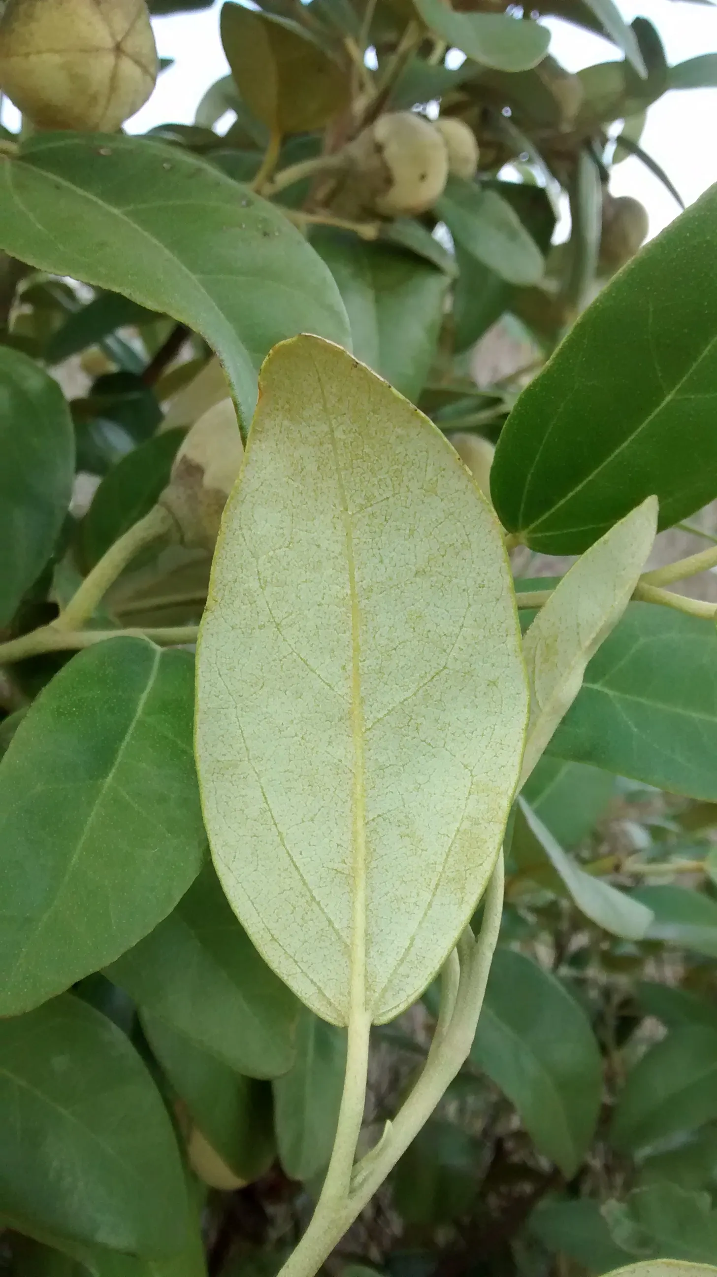 Cow Itch Tree (Lagunaria Patersonii) — Prefers full sun to part shade and well-draining soil; which can reach up to 2 inches in diameter