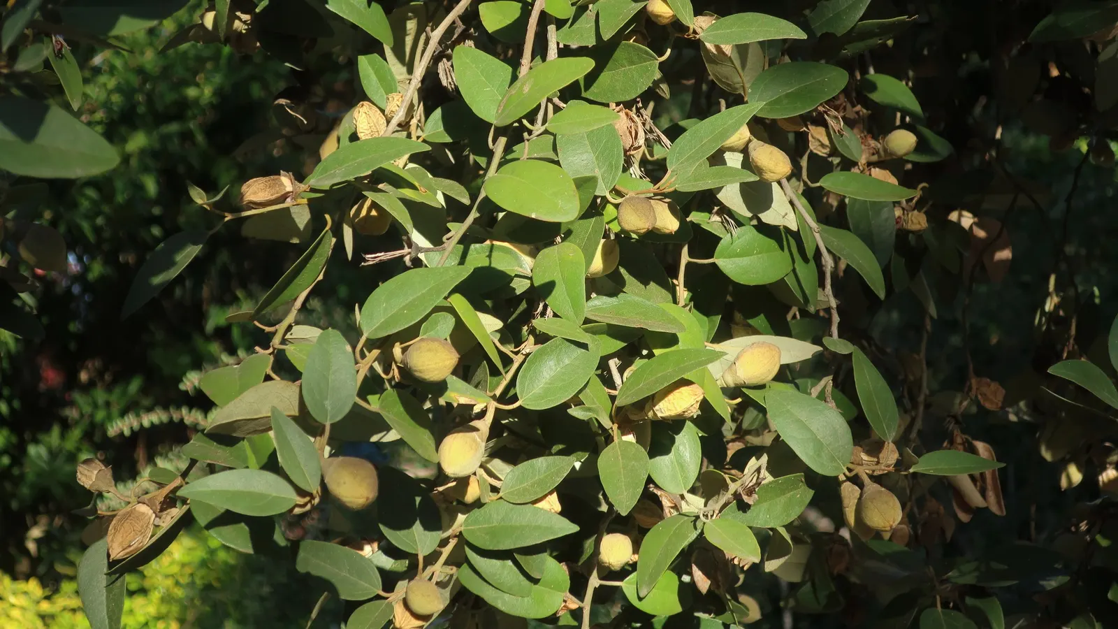 Cow Itch Tree (Lagunaria Patersonii) — Reaching heights of 40-50 feet with a spread of 10-15 feet