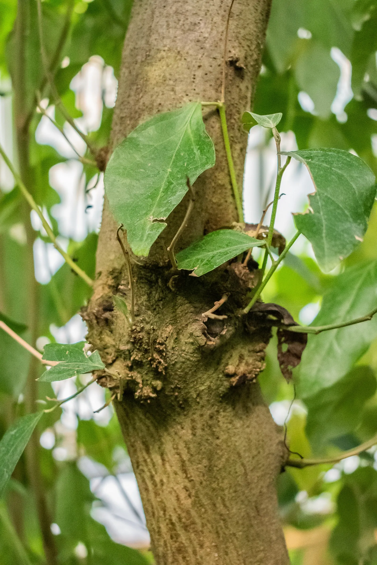 Cow Itch Tree (Lagunaria Patersonii) — this pyramidal-shaped tree provides a commanding presence