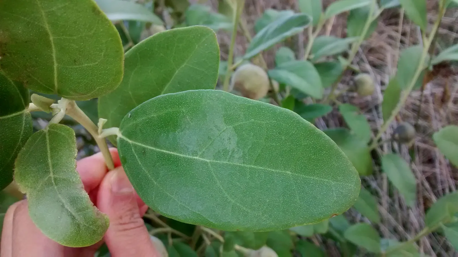 Cow Itch Tree (Lagunaria Patersonii) — Caution: its seed pods contain irritating fibers; is a durable and visually appealing species