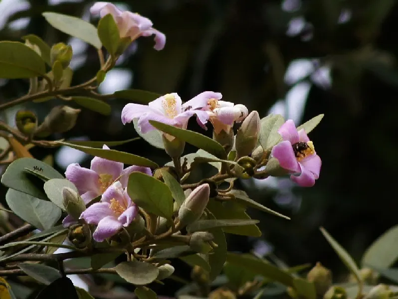 Cow Itch Tree (Lagunaria Patersonii) — it thrives in USDA zones 9-11 and sports showy pink blossoms
