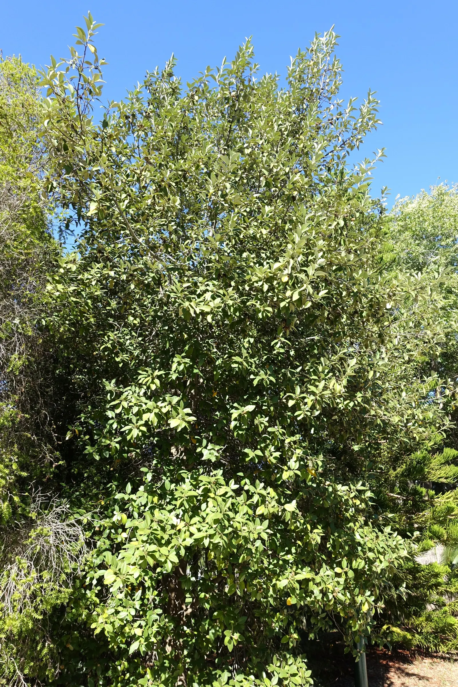 Cow Itch Tree (Lagunaria Patersonii) — scientifically known as Lagunaria patersonii; also known as the Norfolk Island hibiscus or pyramidal tree