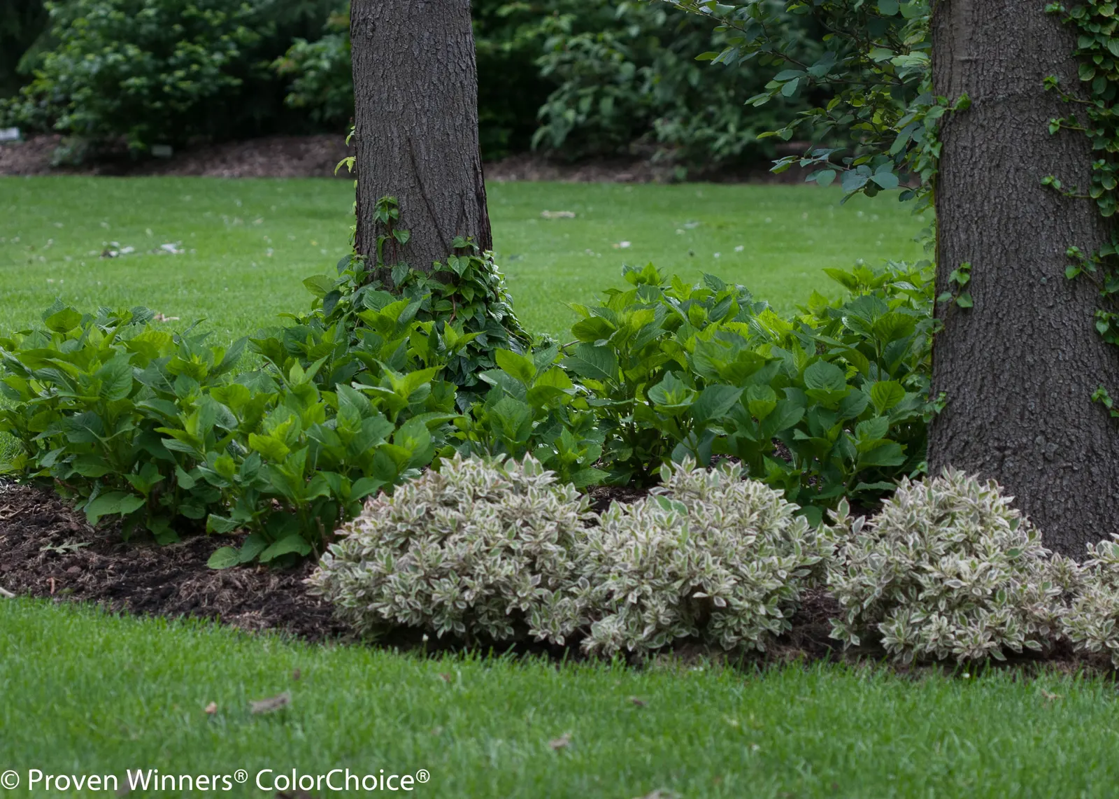 My Monet® Weigela (Weigela florida) — Hardy in USDA Zones 4a through 6b