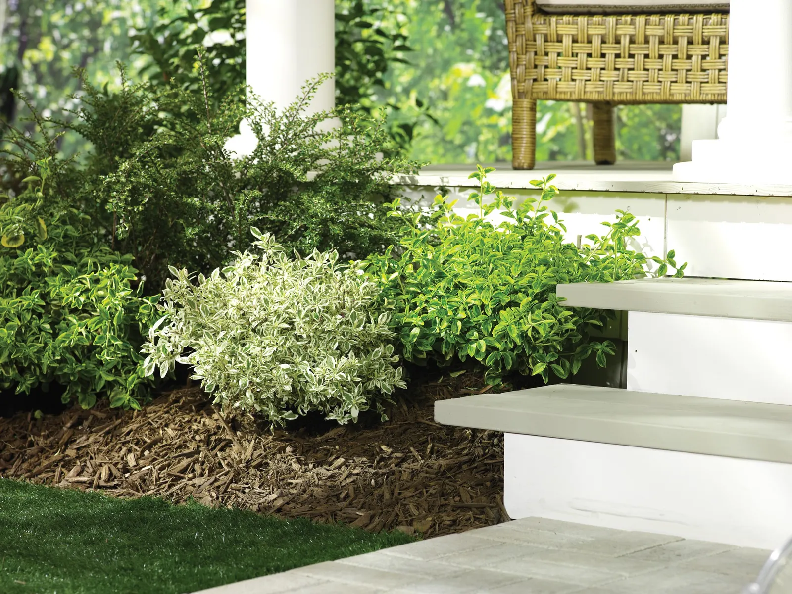 Gold Splash® Wintercreeper (Euonymus fortunei) — Low maintenance., Tolerant of most soils except extremely wet conditions
