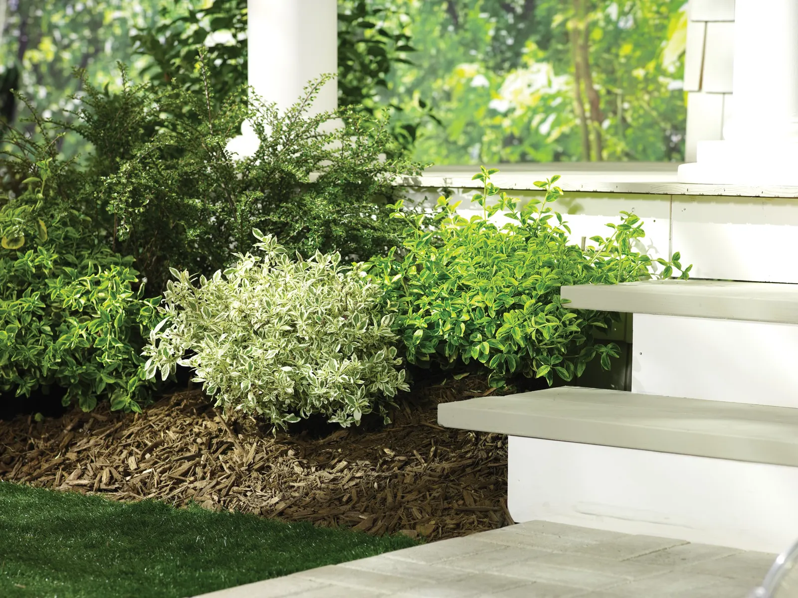 Gold Splash® Wintercreeper (Euonymus fortunei) — Follow the label for recommended rate of application