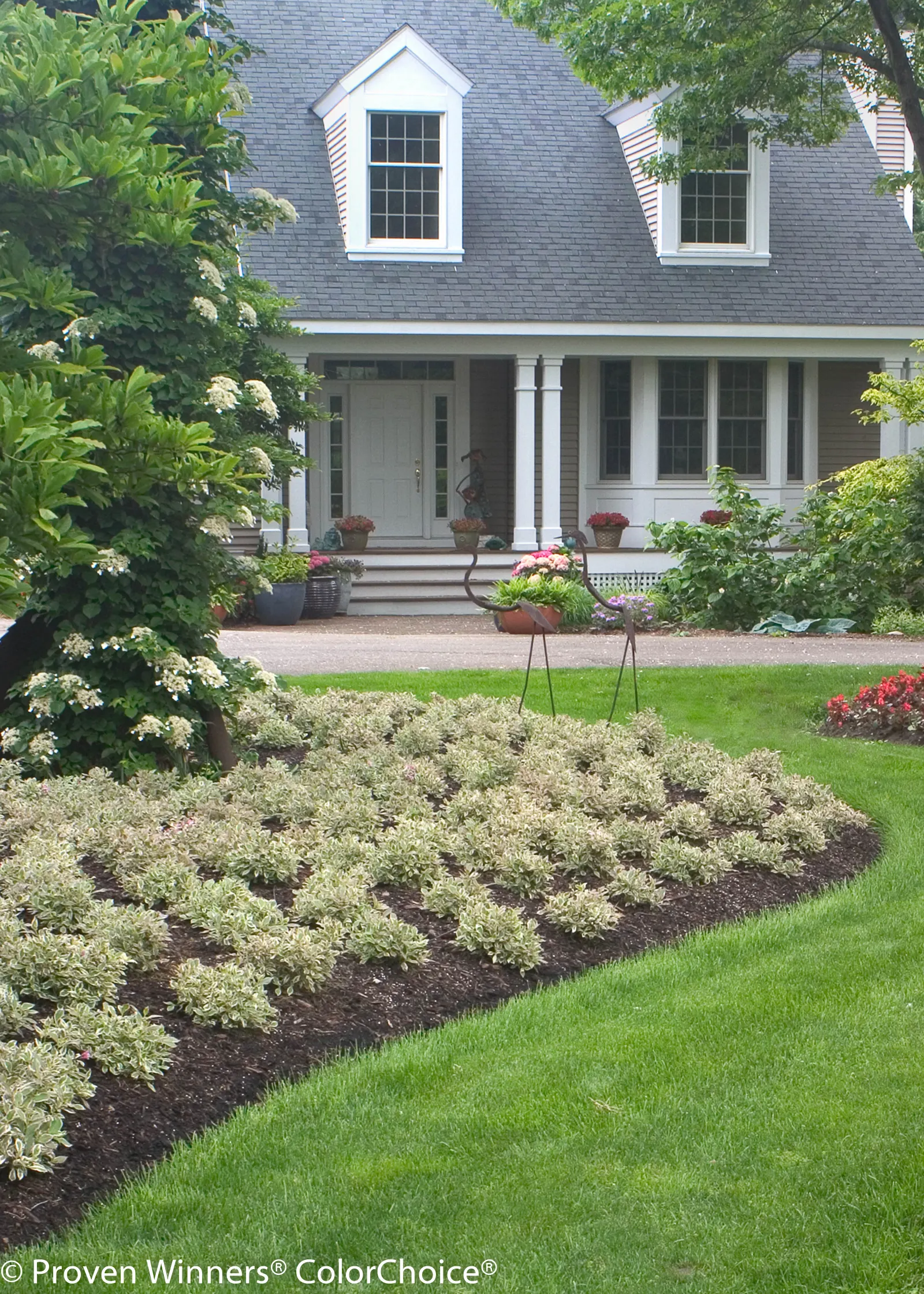 My Monet® Weigela (Weigela florida) — making it one of the most useful weigelas for intimate planting spaces