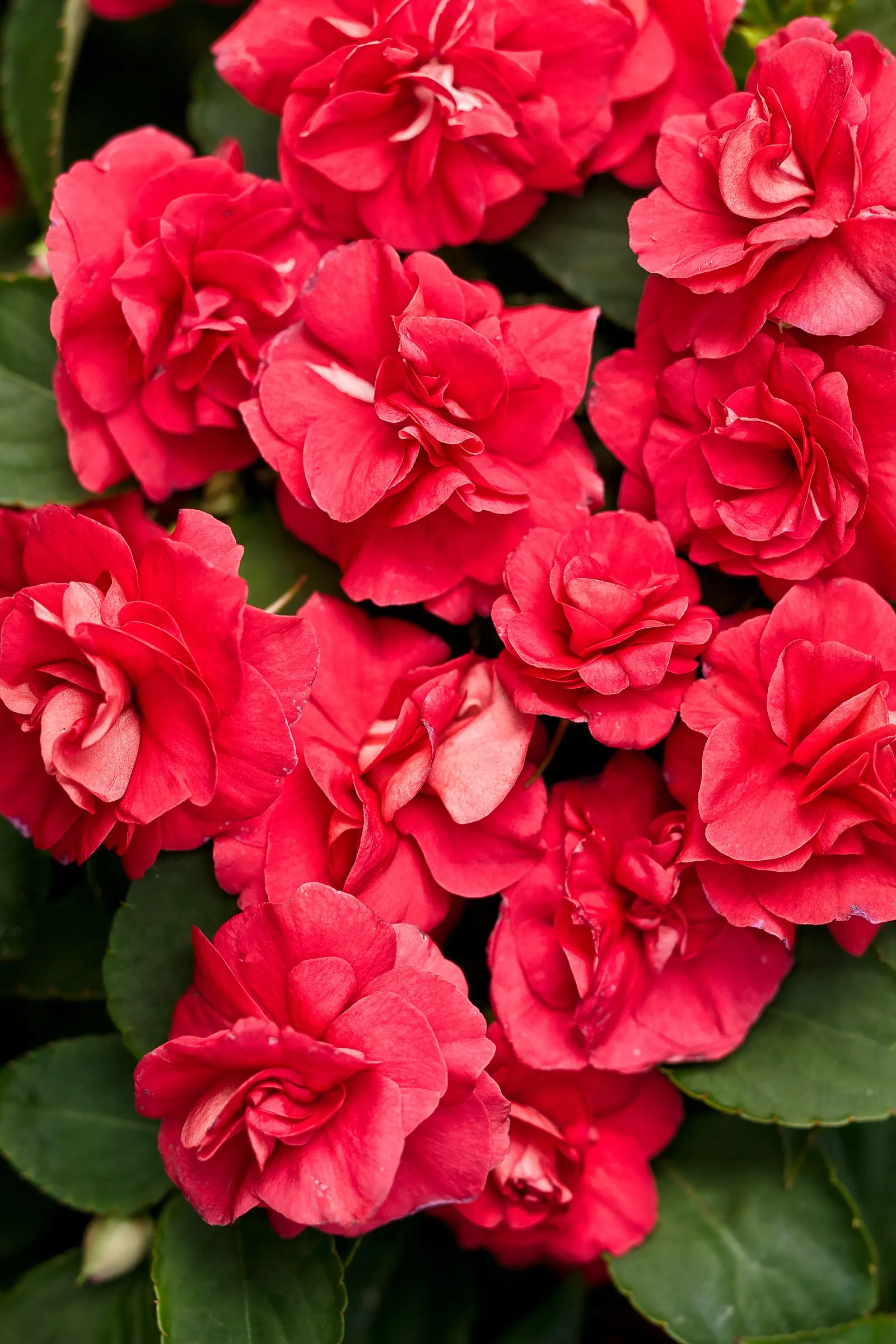 Red Double Impatiens (Impatiens walleriana) — Proven Winners - Rockapulco® Red - Double Impatiens - Impatiens walleriana red plant details