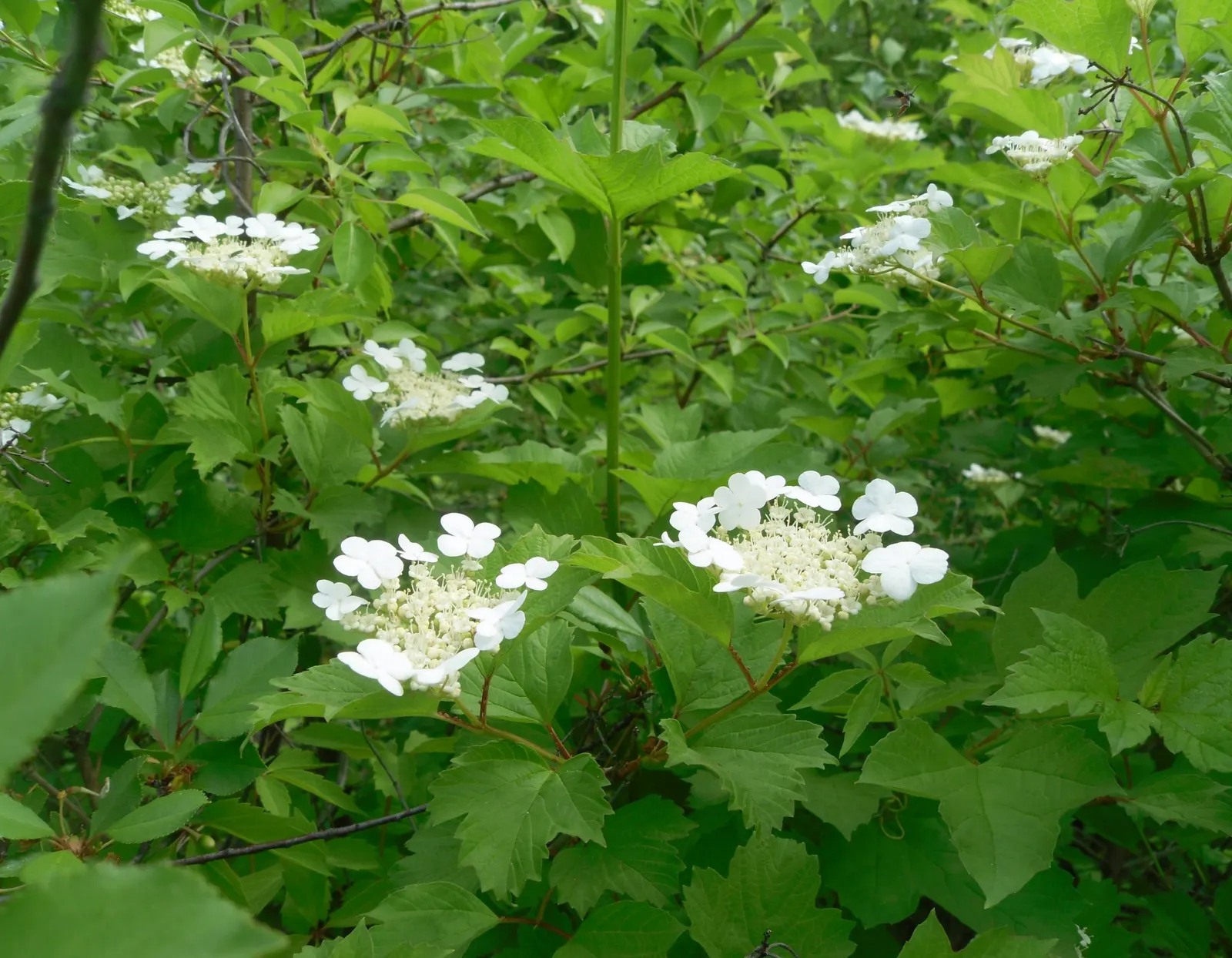Common Snowball (Viburnum Opulus 'Roseum') — Hardy in zones 3-8, this viburnum variety offers a low-maintenance, showy addition to any landscape, image 55