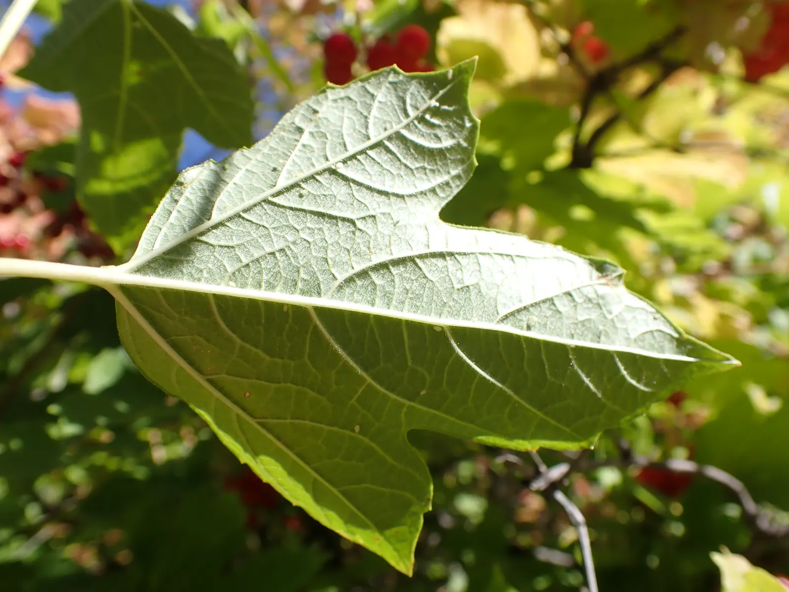 Common Snowball (Viburnum Opulus 'Roseum') — Preferring full sun to partial shade; consider providing ample space for its mature size to allow for optimal