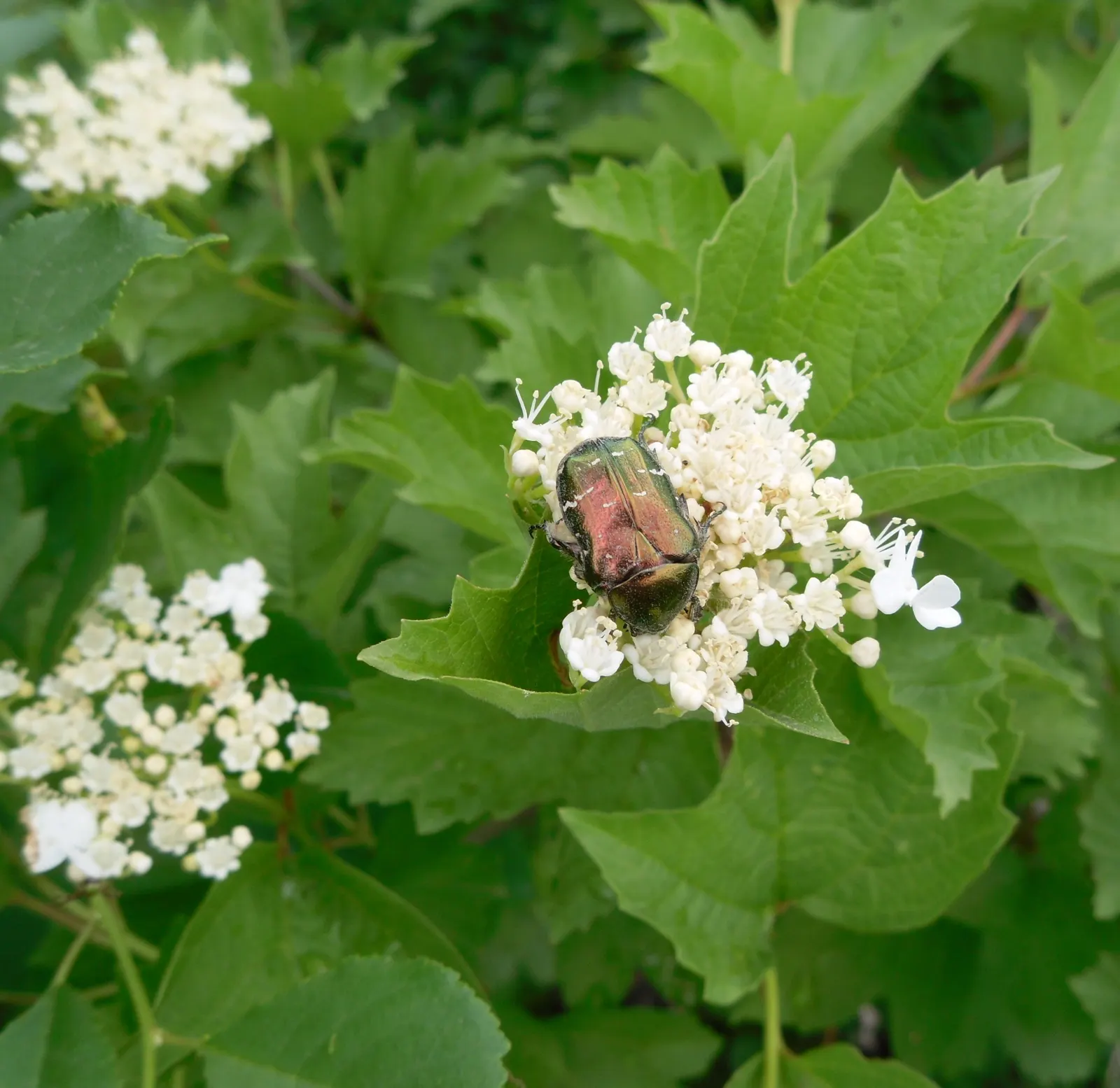 Common Snowball (Viburnum Opulus 'Roseum') — shrub for full or half; yet showy addition to their cultivated space