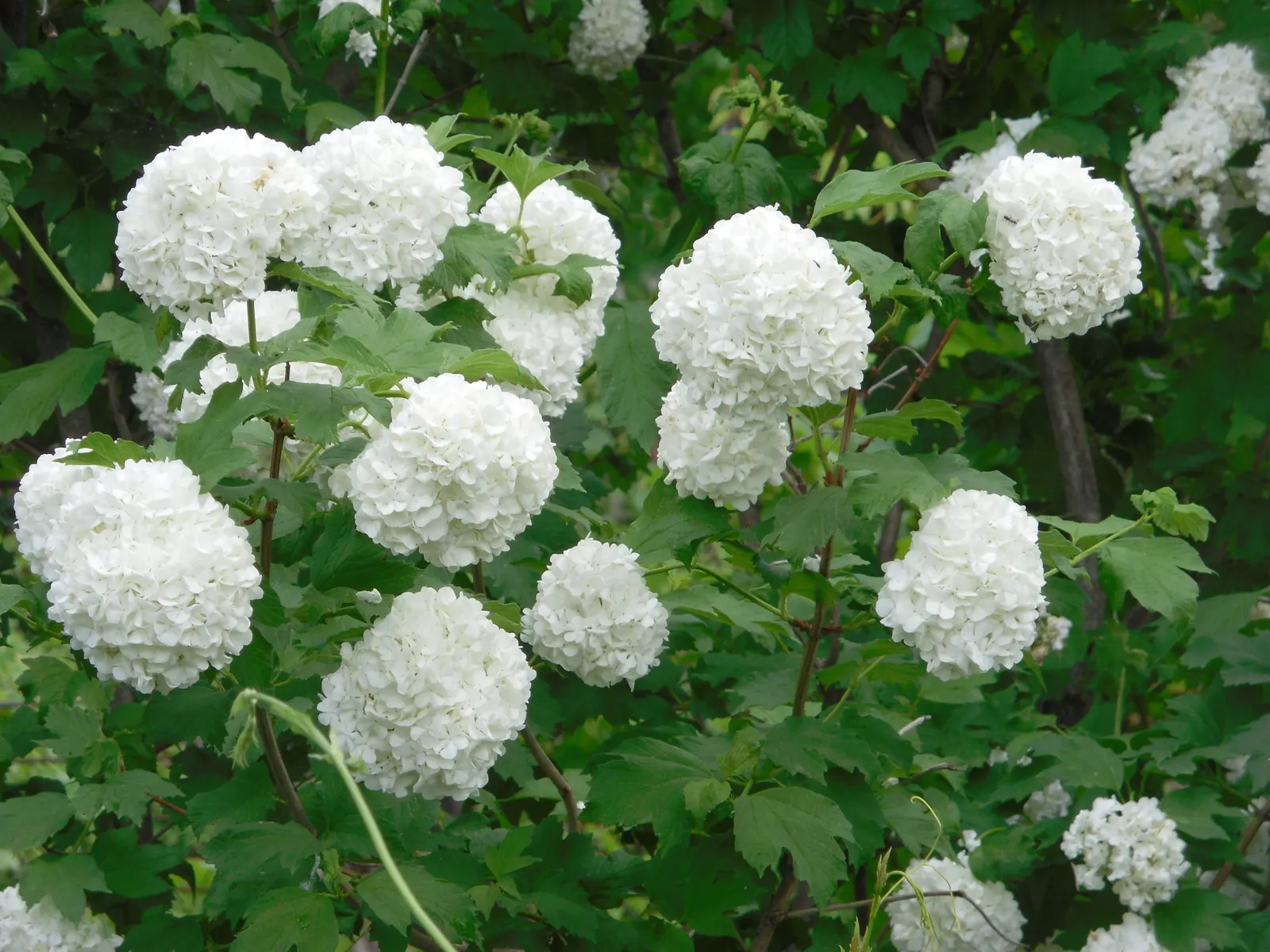 Common Snowball (Viburnum Opulus 'Roseum') — is a deciduous ornamental shrub that serves as a stunning focal point in any landscape design; the, image 107