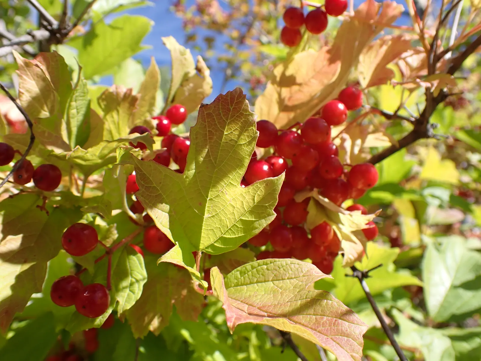Common Snowball (Viburnum Opulus 'Roseum') — this Viburnum is resistant to many pests and diseases; loamy soil but is relatively adaptable to, image 67