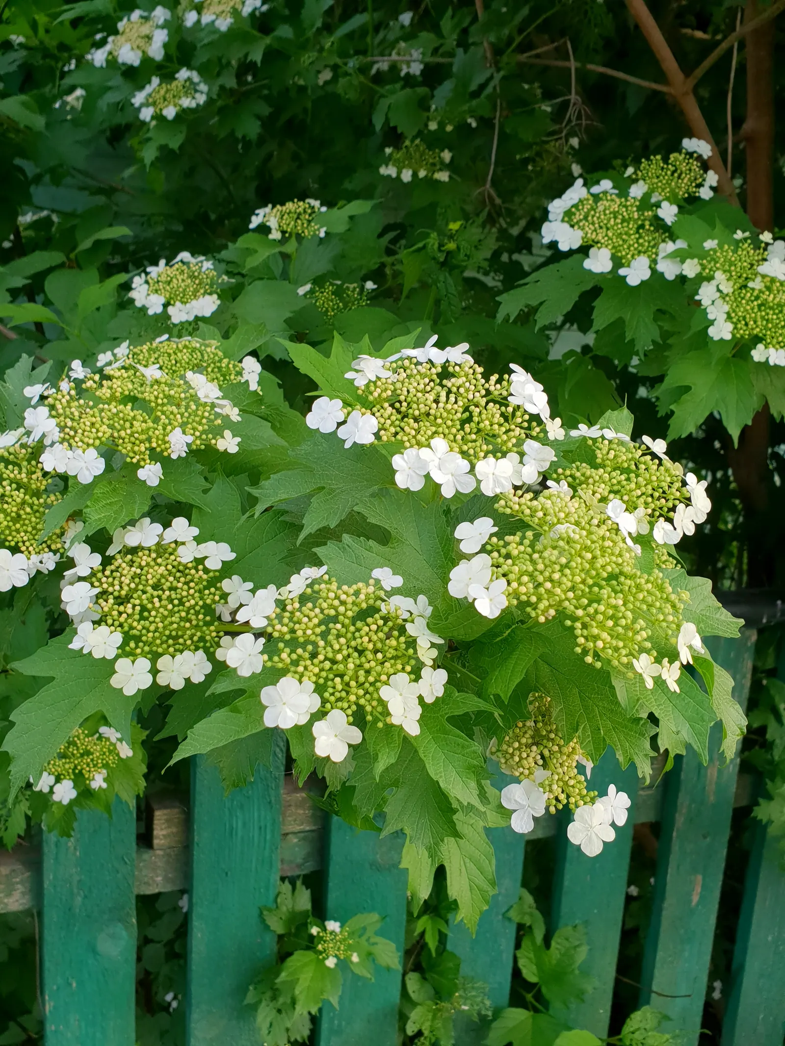 Common Snowball (Viburnum Opulus 'Roseum') — then transform to a radiant white in late spring; this Viburnum is resistant to many pests and diseases