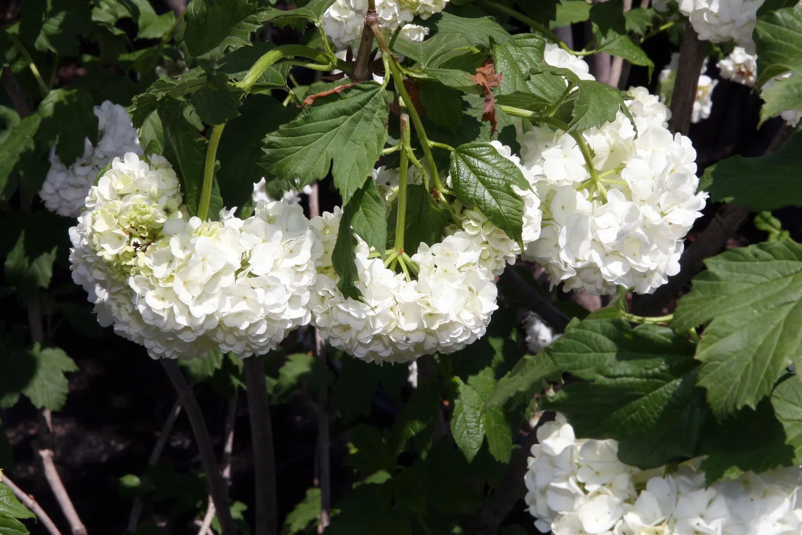 Common Snowball (Viburnum Opulus 'Roseum') — globular blooms reminiscent of hydrangeas; these blossoms span up to 3 inches across and grace the, image 83