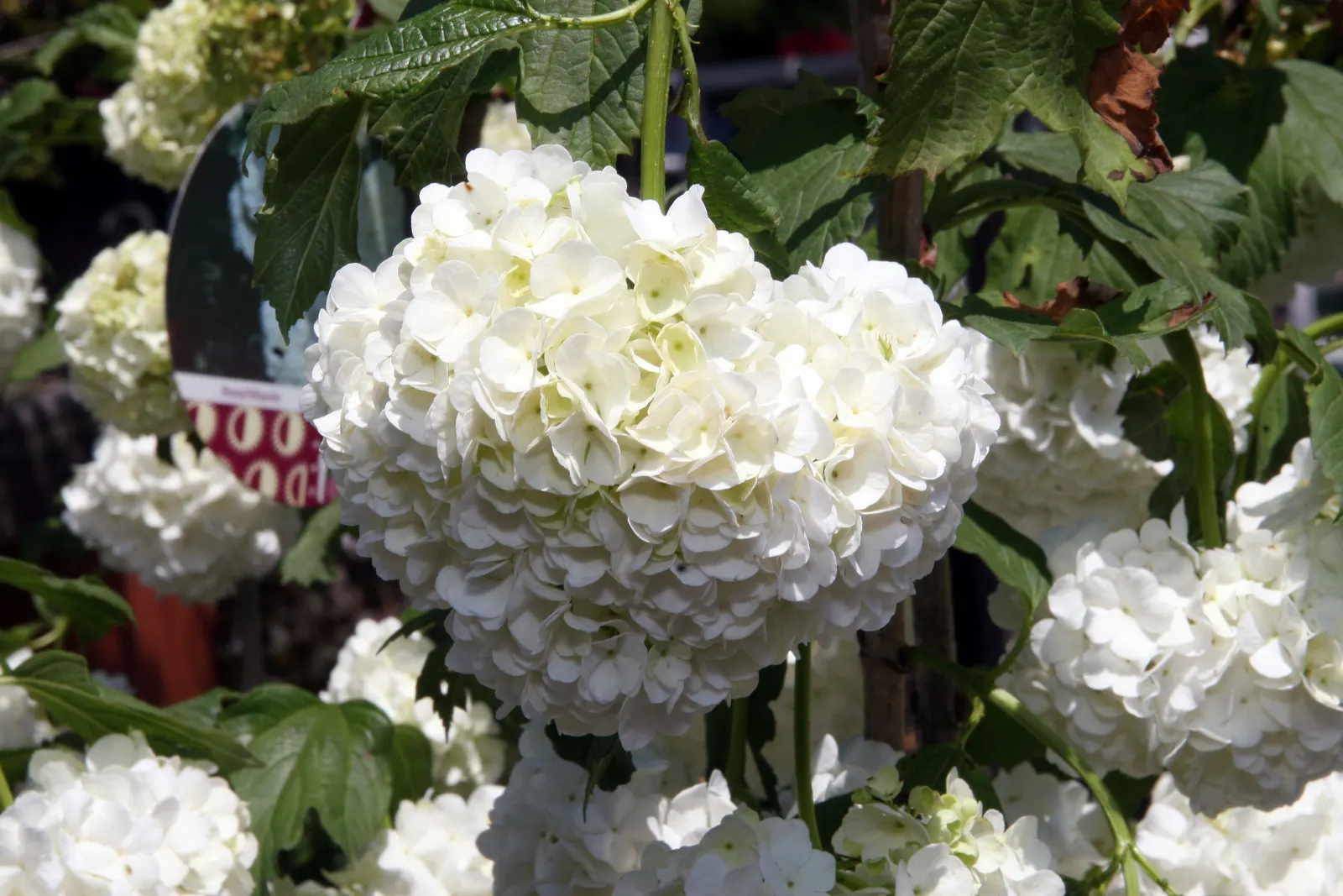 Common Snowball (Viburnum Opulus 'Roseum') — These blossoms span up to 3 inches across and grace the plant in spring; which ensures its long-term, image 78